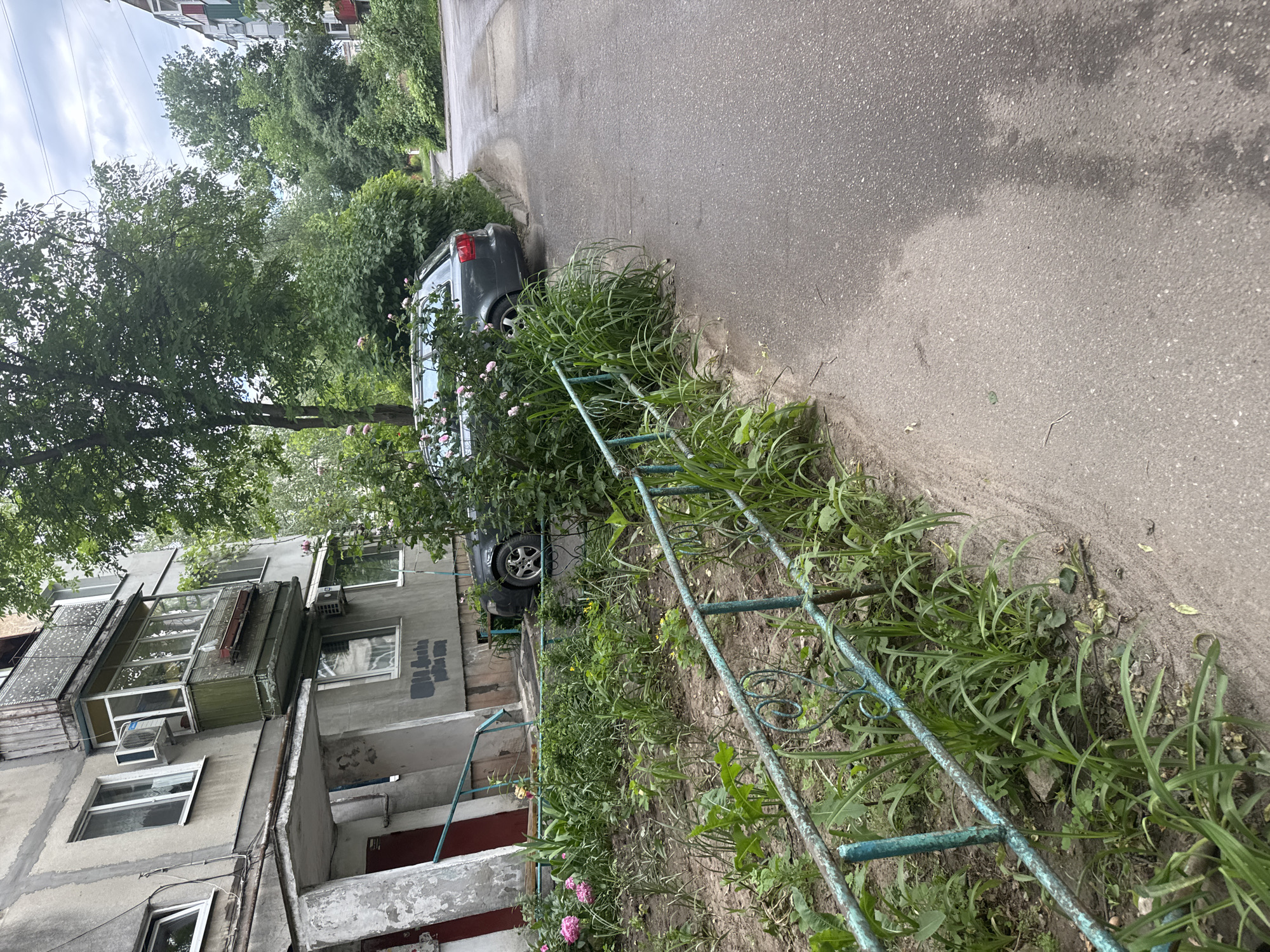 The image, rotated counter-clockwise, depicts an urban or suburban street scene next to a residential building under an overcast sky. In the foreground, a weathered, light blue metal fence with ornate scrollwork separates an overgrown garden strip from a paved surface. The garden contains wild green grass, bare earth, and several flowering plants with pink blooms, possibly roses or peonies.
A dark grey sedan is parked in the midground, partially obscured by a rose bush, alongside a paved road that runs parallel to the garden and fence. The road surface appears damp in spots. In the background, a multi-story, grey concrete apartment building with a worn facade is visible. It features multiple windows, enclosed balconies (one with wooden framing, another with metal bars), and external air conditioning units. Some dark, illegible graffiti is visible on one of the building's walls.
Large, leafy green trees are abundant, growing behind and alongside the building and along the street, suggesting a warm season. The sky is cloudy, casting diffused light over the scene. No people or specific activities are visible, presenting a static view of a quiet, somewhat aged residential area.