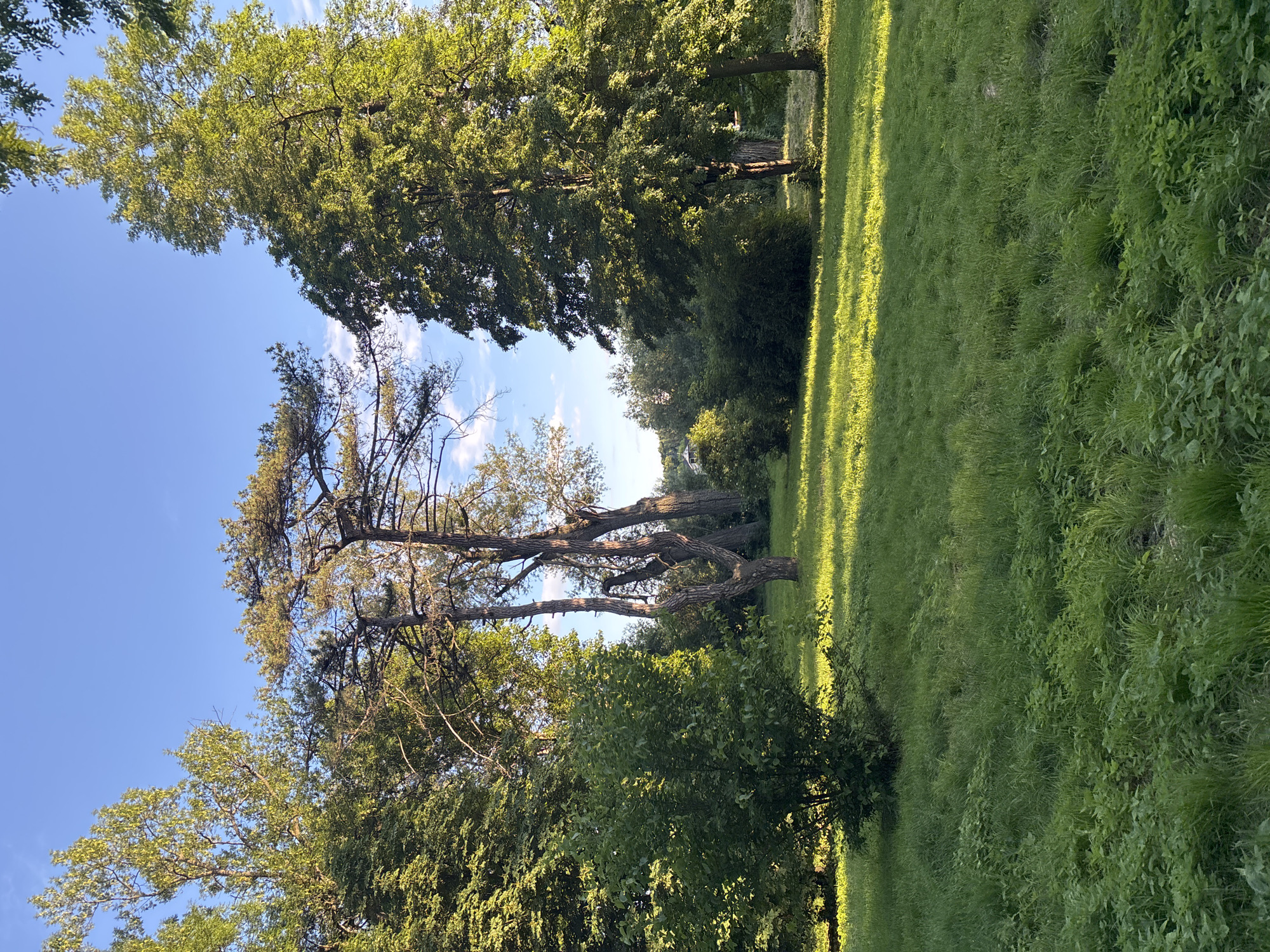 The image depicts a serene park landscape bathed in the warm glow of late afternoon sunlight. The scene is dominated by lush green grass, which slopes gently upwards towards a dense line of trees. These trees, with their vibrant foliage, create a natural border for the park, with some taller, more mature trees standing out in the foreground. One particularly striking tree has a gnarled, weathered trunk and branches that twist and turn, adding character to the scene. The sky above is a brilliant, clear blue, with a few wispy white clouds hinting at a pleasant day. The sun casts long, sharp shadows across the grass, indicating the time of day is late afternoon or early evening. The overall impression is one of peaceful tranquility and natural beauty. The image captures the essence of a quiet, idyllic outdoor setting, likely a park or botanical garden in Bila Tserkva, Ukraine. There is no visible text in the image.