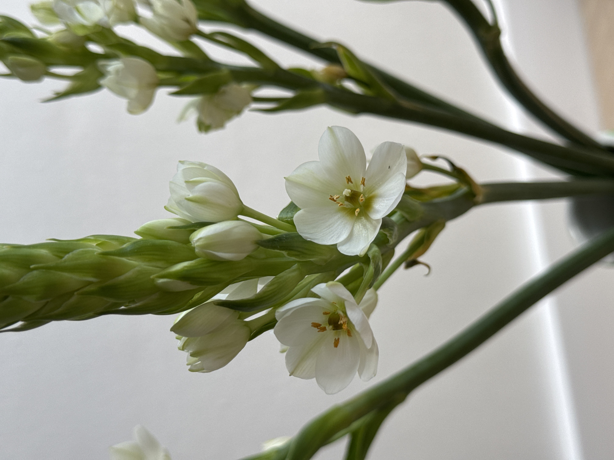 A close-up photograph shows a stem of Ornithogalum flowers, some open and some still in bud, against a neutral background. The stems are green and the flowers are white with light green and yellow centers. The location is not discernible from the image.