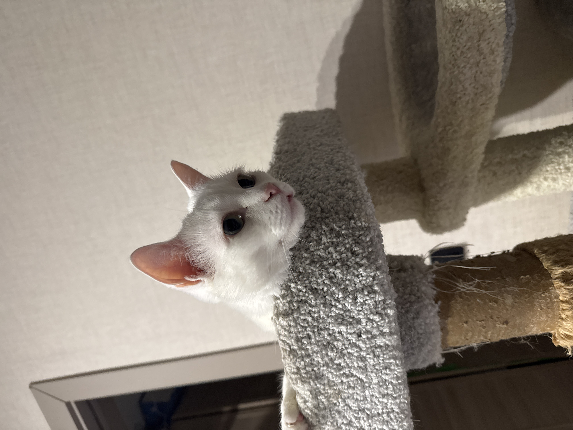 A white cat is resting on a carpeted platform of a cat tree. The cat is looking to the right with its head tilted down slightly. The cat tree is made of carpet and sisal rope. In the background, there is a light-colored wall and a doorway. The image was taken in Konakovo, Russia.