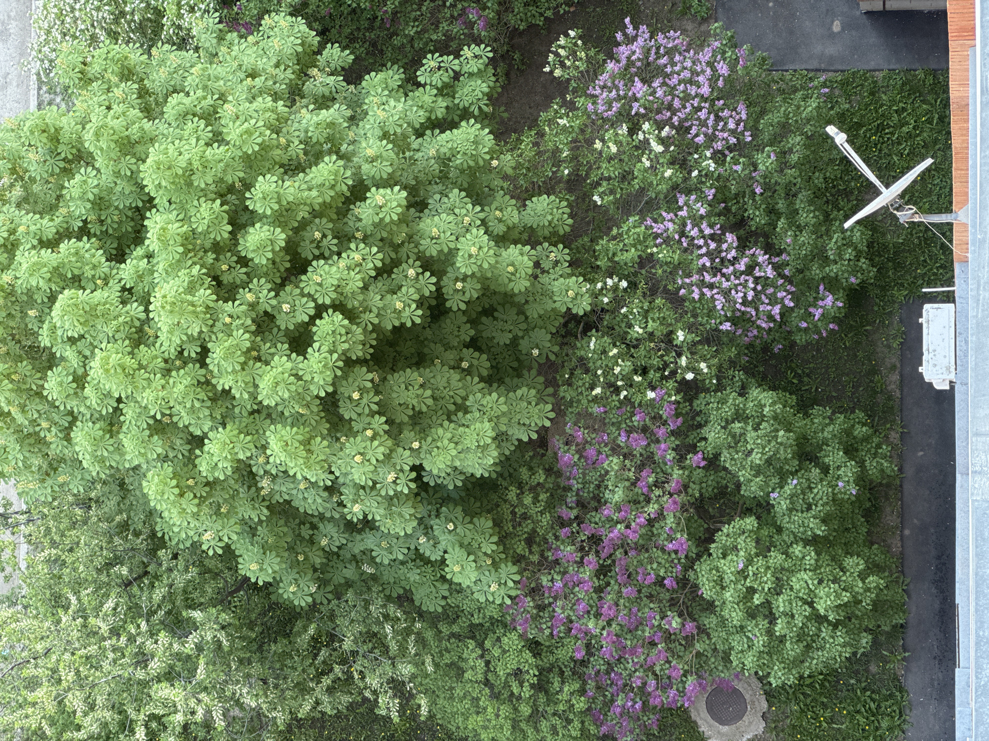 From an elevated vantage point, possibly a building, the image captures a view of greenery and urban elements. Dominating the left side is a large tree with dense, rounded clusters of green foliage. Adjacent to this tree is a mix of other trees and shrubs, some featuring purple and white flowering plants, likely lilacs. On the right, there's a satellite dish mounted near the edge of a building, positioned close to the ground cover. A segment of the building's structure, including a window and the roof's edge, is visible. In the lower part of the frame, a manhole cover sits amongst the grass and foliage.