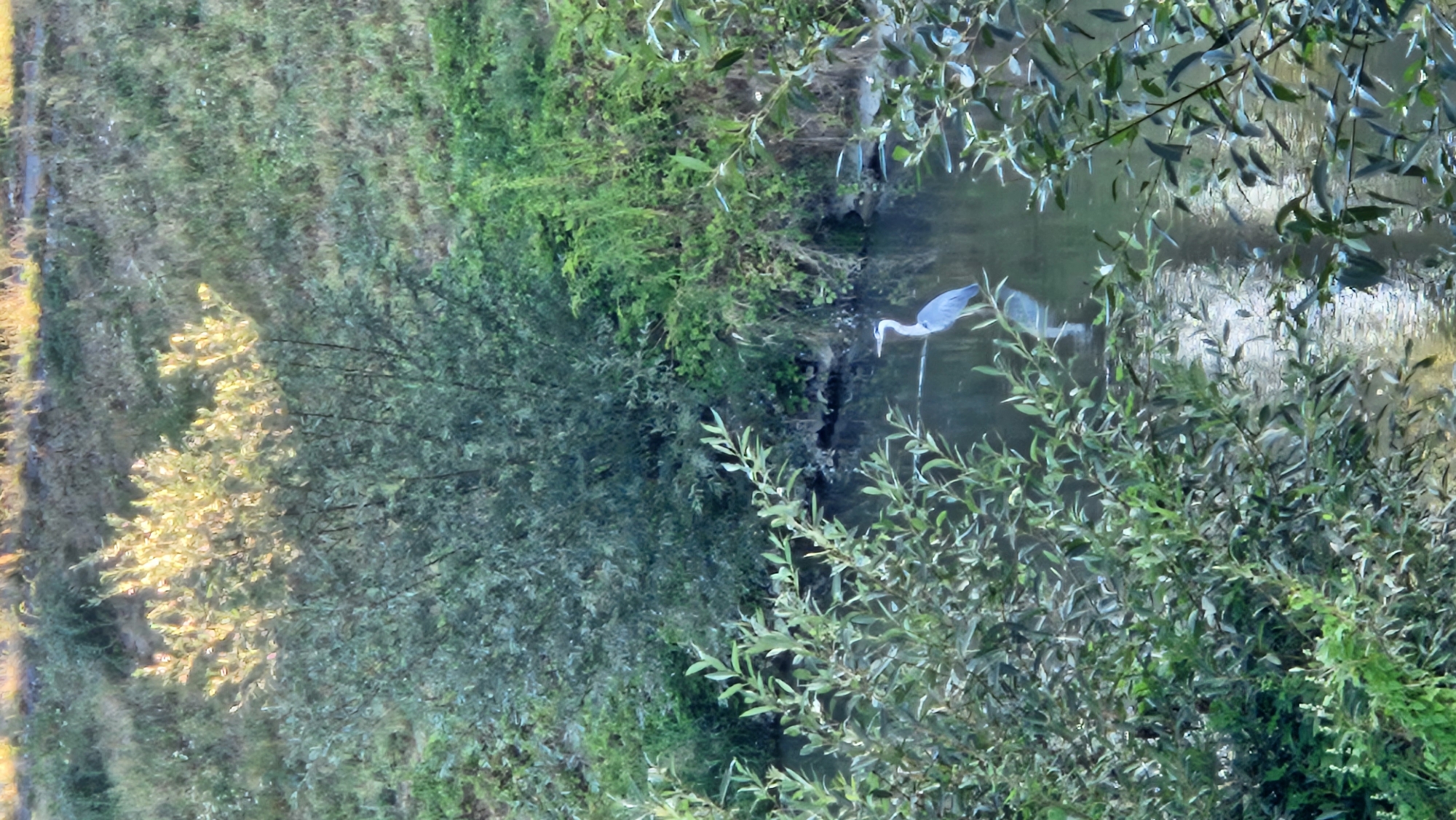 The image depicts a grey heron standing in the shallow water of a river or stream. The heron is facing to the right, with its long neck extended and its beak pointing downwards, likely in search of prey. The water is calm, reflecting the surrounding vegetation and the sky. The riverbank is densely covered with trees and shrubs, some of which are illuminated by sunlight, creating a dappled effect. The overall scene is natural and tranquil, suggesting a wildlife habitat within or near the city of Prešov, Slovakia.