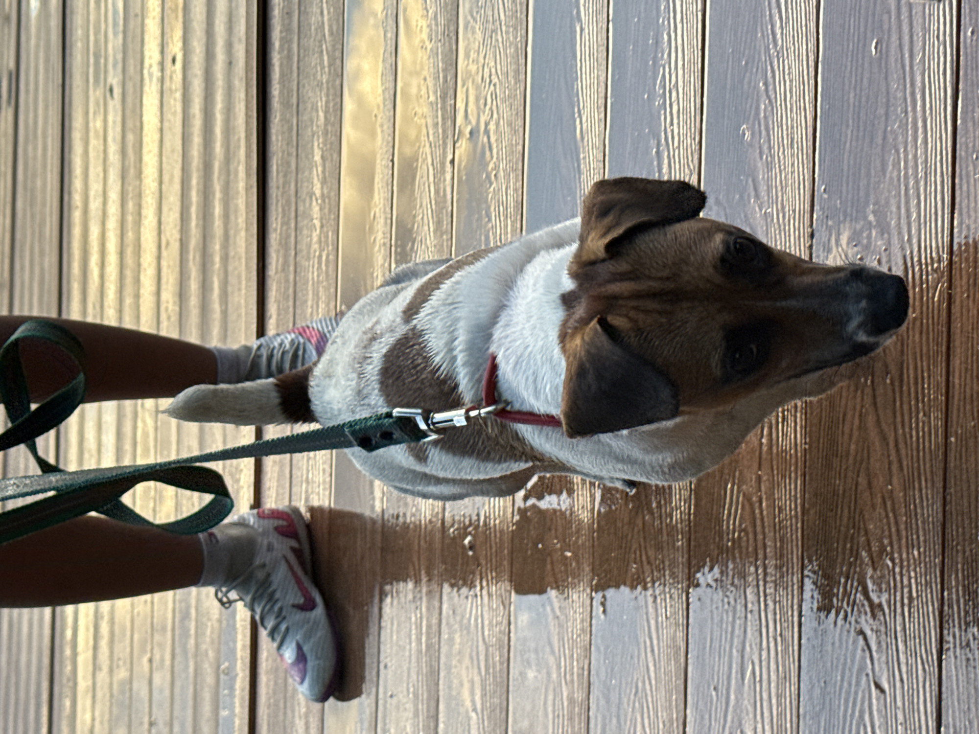 A low-angle shot captures a dog and its owner's legs on a wet wooden deck. The dog, a Jack Russell Terrier with white and brown markings, is in the foreground, looking down. Its head is partially obscured by the bottom edge of the frame. The owner's legs, clad in white socks and athletic shoes with pink accents, are visible in the background. A green leash connects the dog to the owner, with the owner's hand holding it out of frame. The wooden planks of the deck are wet, reflecting the ambient light. The scene is not identifiable as being in Moscow, Russia.