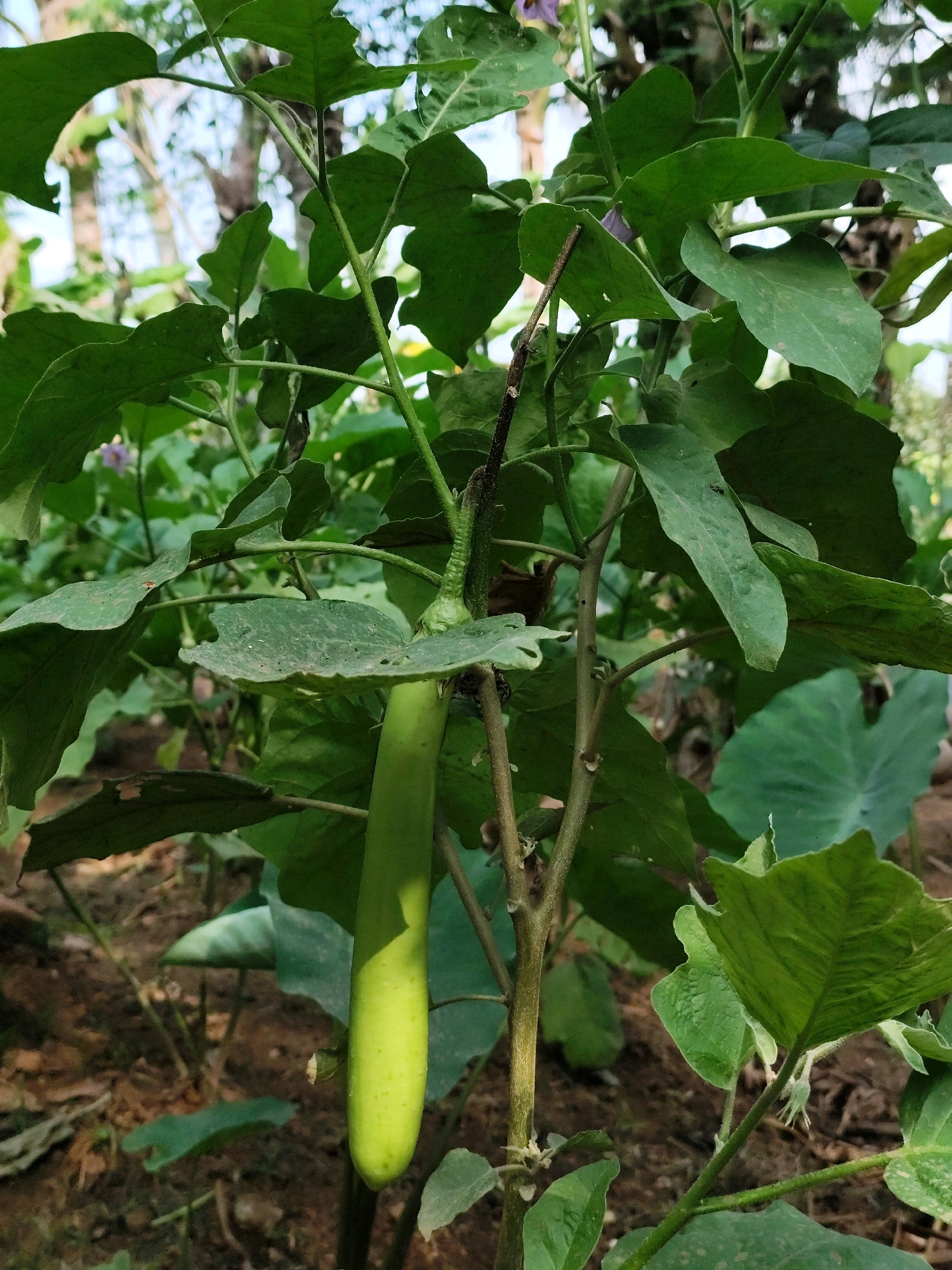 A light green, elongated eggplant hangs from a branch of a plant in an outdoor setting. The plant has large, green leaves and a woody stem. The ground beneath the plant is covered in dry soil and leaf litter. In the background, out-of-focus trees and foliage are visible, suggesting a natural or garden environment. The image was taken in Jambewangi, Indonesia.