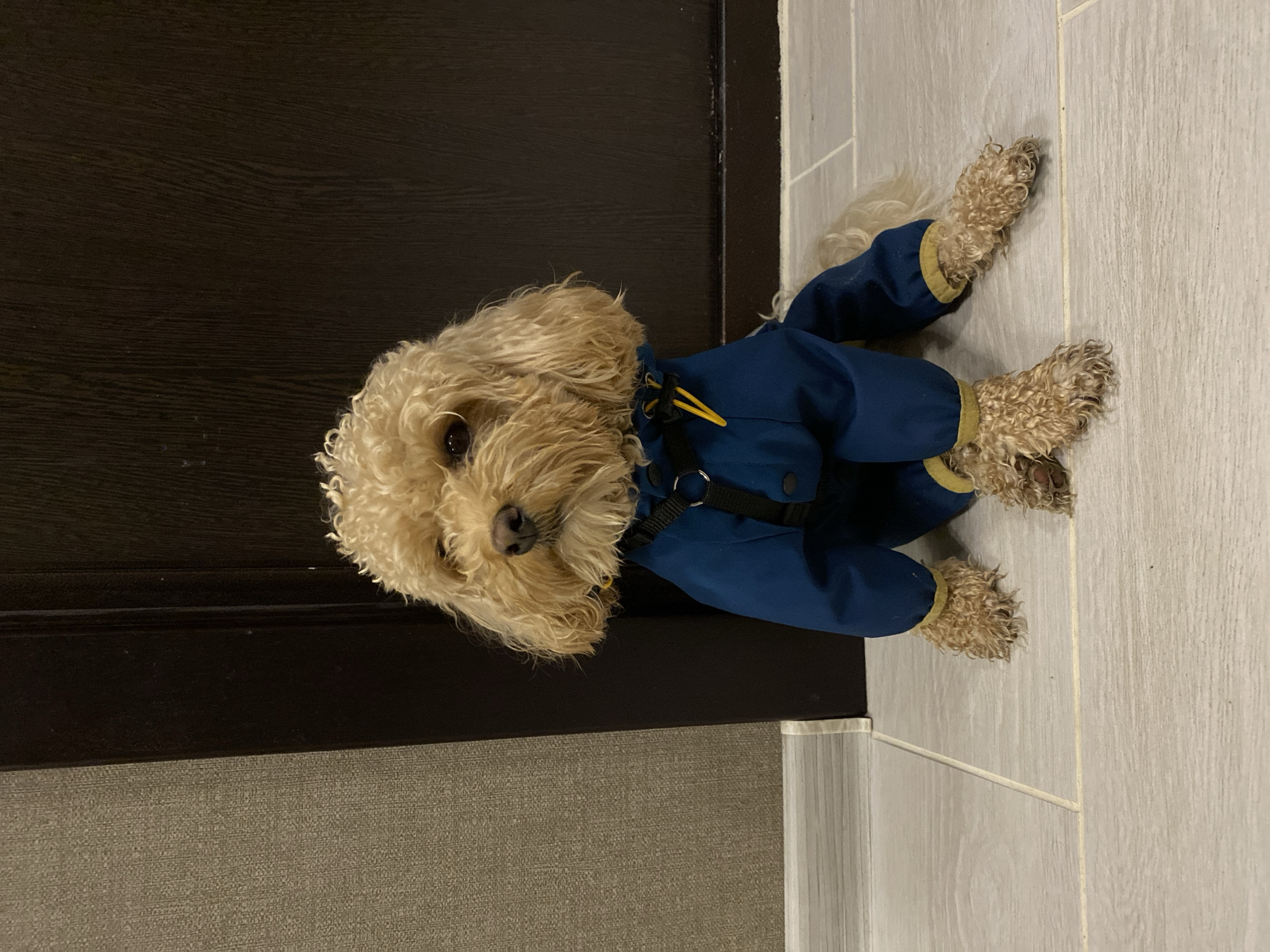 A small, light brown poodle-mix dog wearing a dark blue dog coat with yellow trim sits on a light gray tiled floor in front of a dark brown wooden door. The dog is facing slightly to its left, with its head tilted. The dog's fur is curly and slightly messy. The dog coat has a black harness with a silver ring attached. The wall to the left of the dog is a textured, light gray. The background behind the dog is a dark brown wooden door, likely a closet or room entrance. The lighting is dim, casting soft shadows. The scene appears to be indoors, possibly in a home or a pet-friendly establishment, in the city of Avtomobilist SNT, Russia.