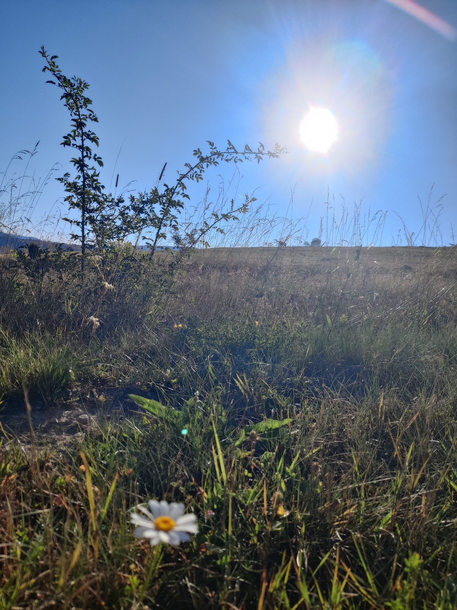 The image depicts a sunlit meadow in Izky, Ukraine. The foreground is dominated by tall, dry grasses and a single white daisy with a yellow center, which is slightly out of focus. A small, leafy tree stands to the left, its branches reaching towards the sky. The background shows a gentle slope covered in more dry grass, with a clear blue sky above. The sun is bright and positioned in the upper right quadrant, casting lens flares across the image. The scene suggests a natural, rural environment on a clear day.