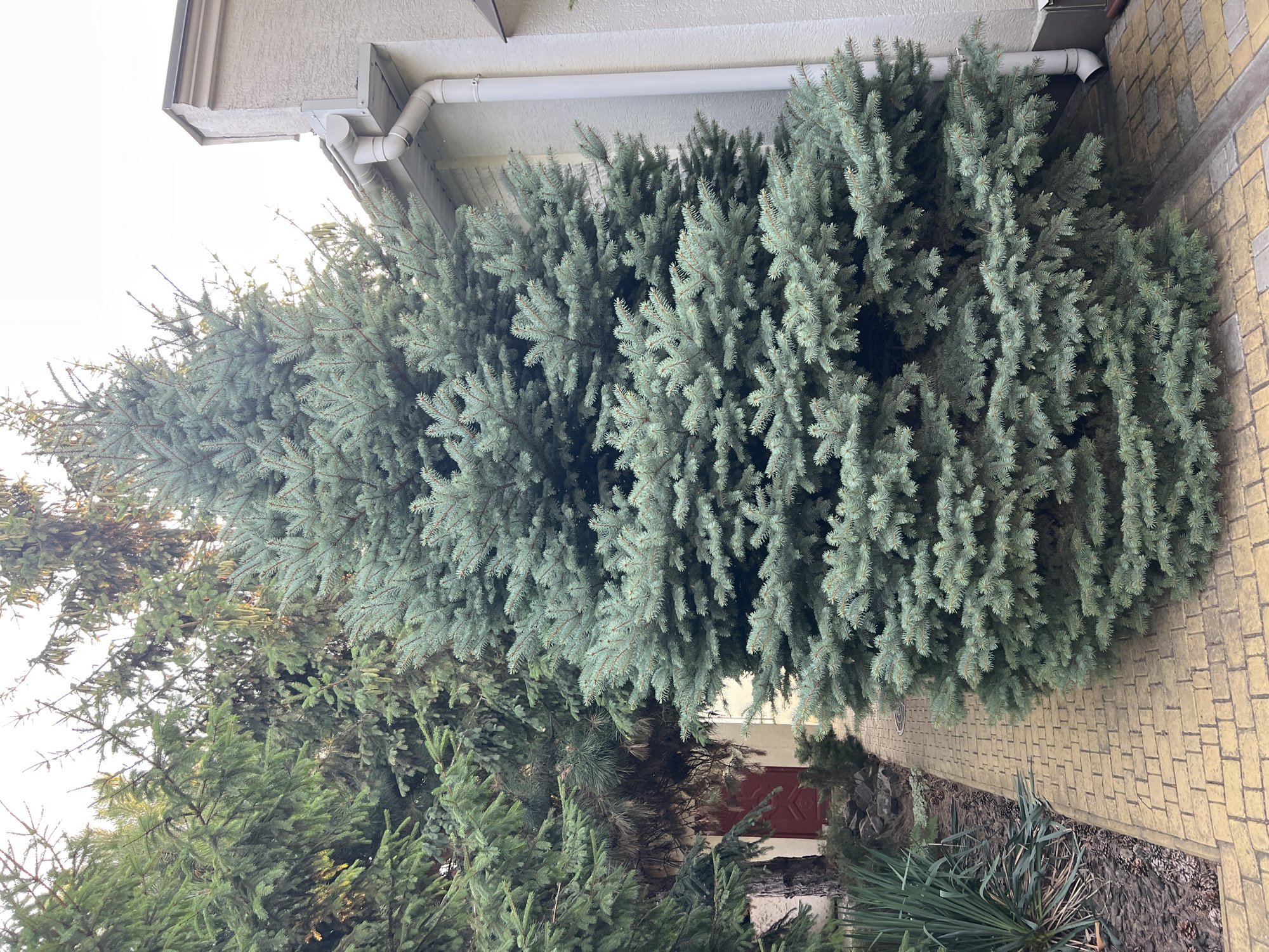 A large, mature blue spruce tree dominates the foreground of this exterior shot, its needles a dusty blue-green. The tree is positioned to the right of a yellow brick pathway that runs diagonally from the lower left to the upper right of the frame. To the left of the pathway, a patch of dark mulch is visible, interspersed with pinecones and the spiky green leaves of a yucca plant. Further back on the left, a tall evergreen tree with darker green needles is partially visible, with a glimpse of a red door in the distance. A portion of a light-colored building, featuring a white downspout and gutter system, is visible on the right side of the image. The sky above is bright and overcast, suggesting either early morning or late afternoon light. The scene appears to be a residential yard or garden area. There are no people or animals present in the image.