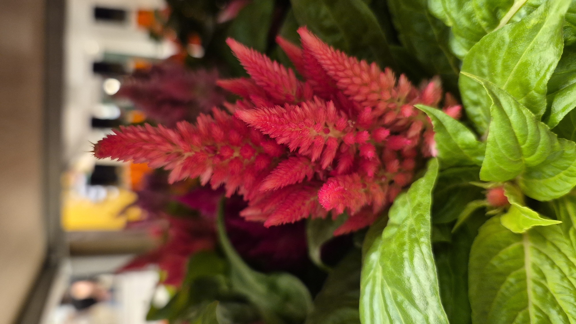 A close-up, eye-level, vertical shot captures a cluster of bright red, feathery celosia flowers with lush green leaves in the foreground. The flowers are in sharp focus, displaying intricate textures and pointed tips. In the blurred background, several other celosia flowers in shades of red and purple are visible, along with hints of a store environment, possibly a garden center or florist shop, with shelving and indistinct figures. The overall impression is of vibrant floral beauty against a muted, commercial backdrop. The image does not contain any elements that would allow for specific identification of its location within Daugavpils, Latvia.