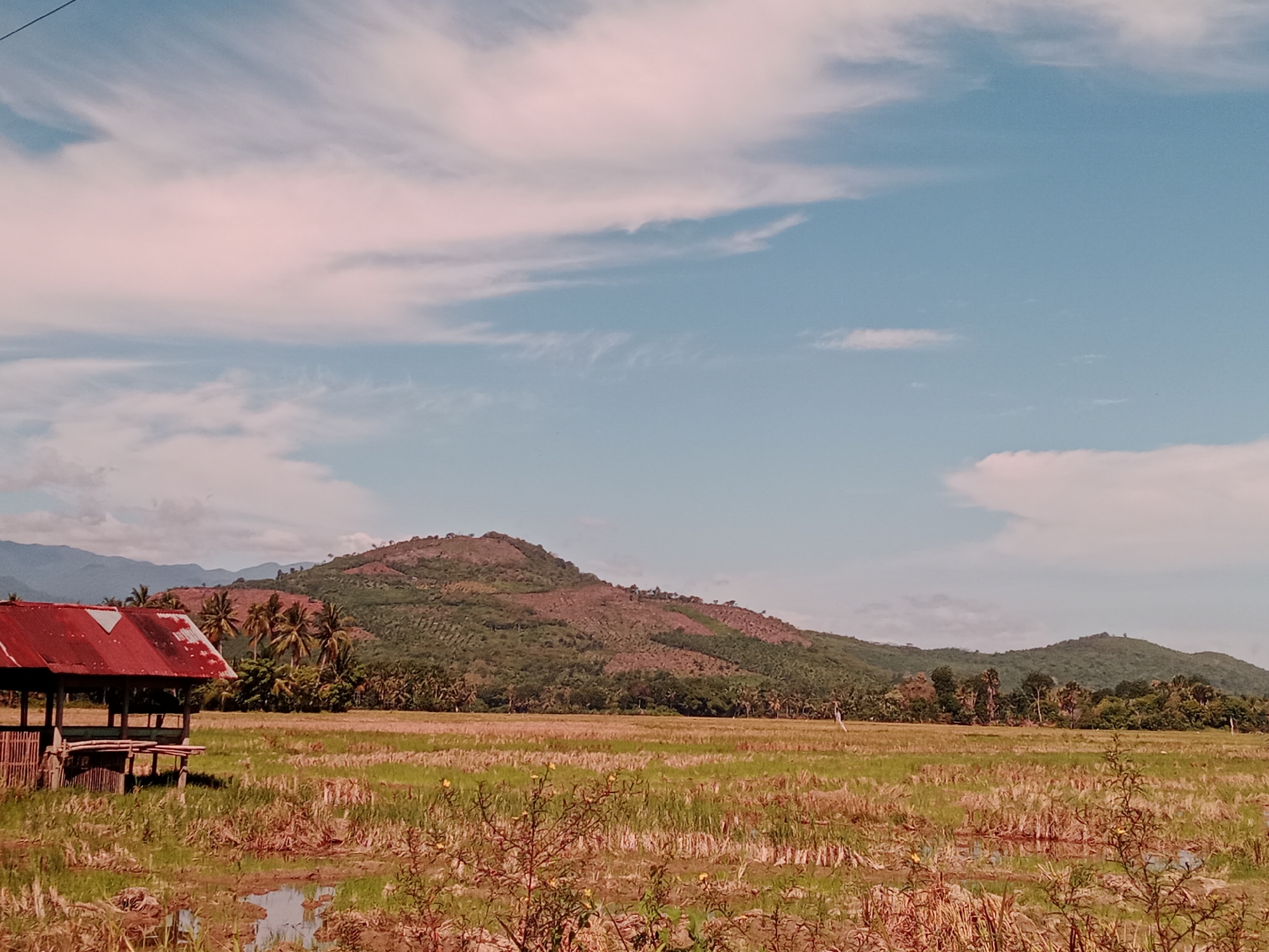 A wide shot depicts a rural scene with a small wooden structure on the left and a harvested field stretching towards hills and a distant mountain range under a cloudy blue sky. The field is mostly dry with stubble and patches of standing water. The wooden structure has a red roof and open sides. The hills are covered with trees and some cleared areas. Palm trees are scattered throughout the scene. The sky is light blue with scattered white and pinkish clouds.