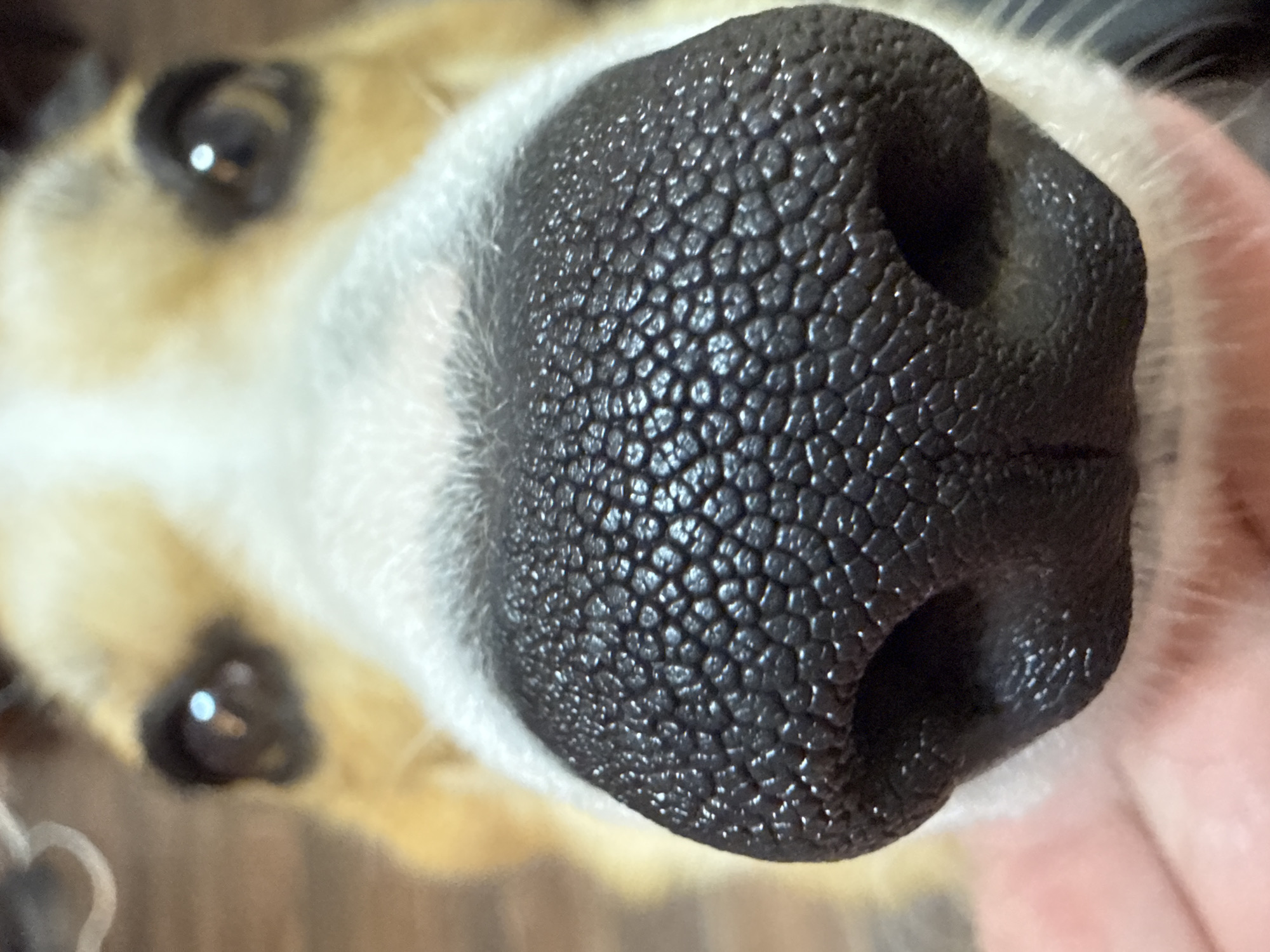 The image shows a close-up of a dog's nose, centered in the frame. The nose is large, black, and textured with a pattern of small polygons. The dog's eyes are visible in the background, out of focus, with light reflecting in them. Some of the dog's fur, colored white and tan, is visible around the nose. A person's skin is seen on the right side of the image, suggesting someone is holding or touching the dog. The background is blurred and appears to be a wooden surface. The location is not identifiable as Votkinsk, Russia, based solely on the visual information provided.