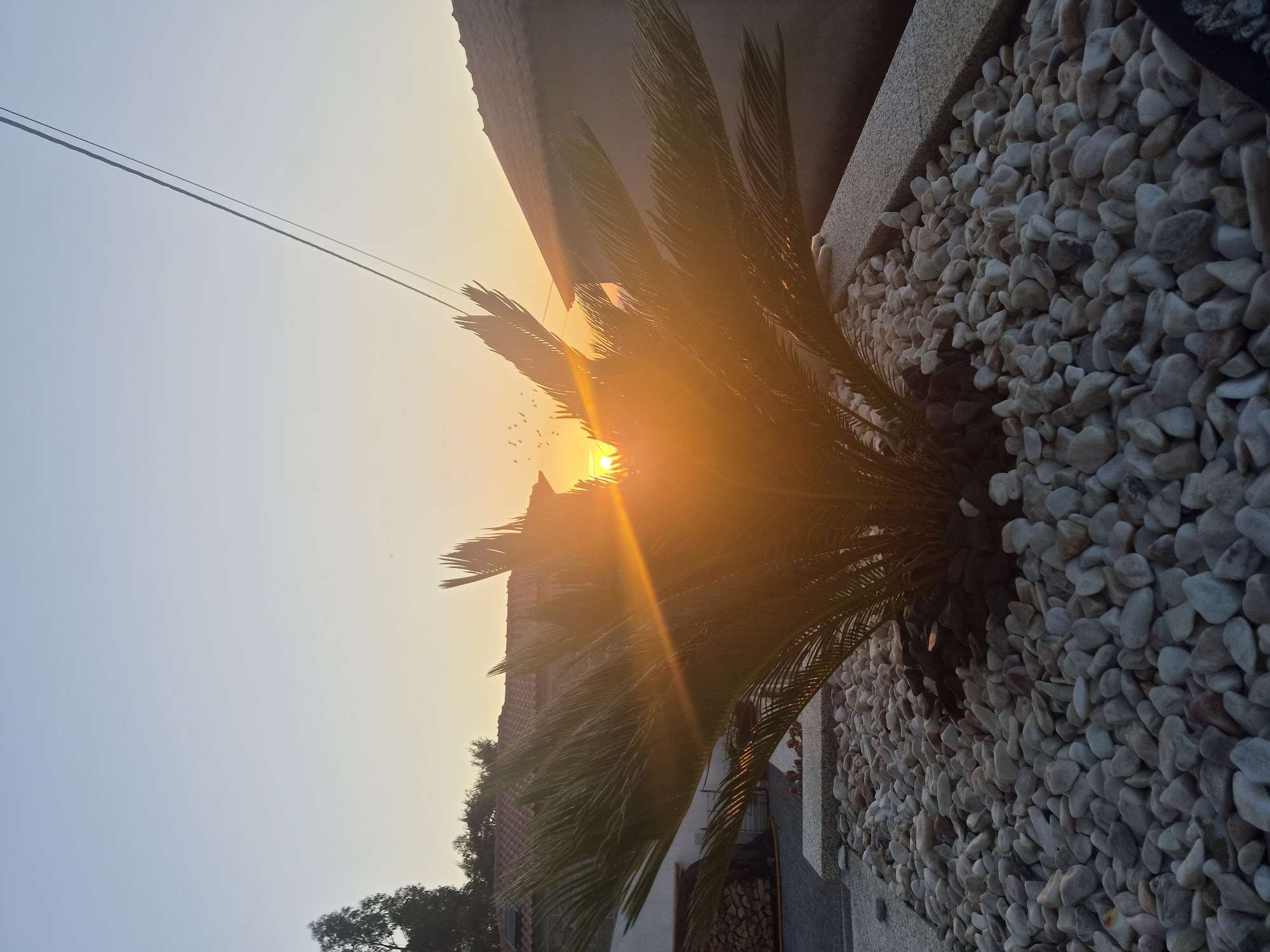 The image depicts a sunset with the sun positioned behind a sago palm in Barcelos, Portugal. The sun's rays create a lens flare effect that is visible on the palm's fronds. The palm is planted in a bed of white pebbles, and a building with a terracotta roof is visible in the background. A power line runs diagonally across the upper right portion of the image. Several birds are silhouetted against the bright sky. The scene is set outdoors, likely in a residential area, given the presence of the building.