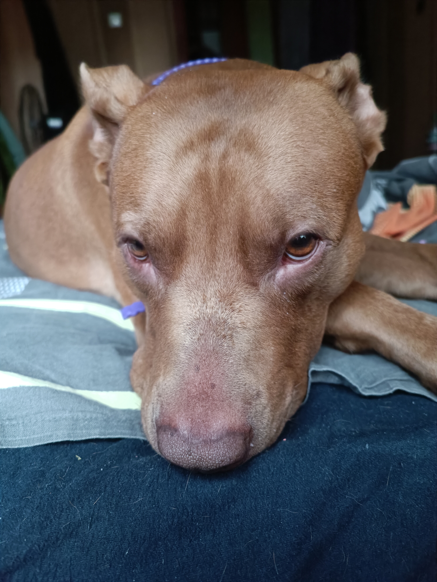 A close-up shot shows a reddish-brown pit bull dog resting its head on a striped cloth. The dog's eyes are open, and its gaze is directed forward. A small, purple object is visible near its chin. The background is blurred but appears to be indoors, with hints of furniture and possibly a bicycle. The lighting suggests it is daytime, and the overall mood is calm and relaxed.