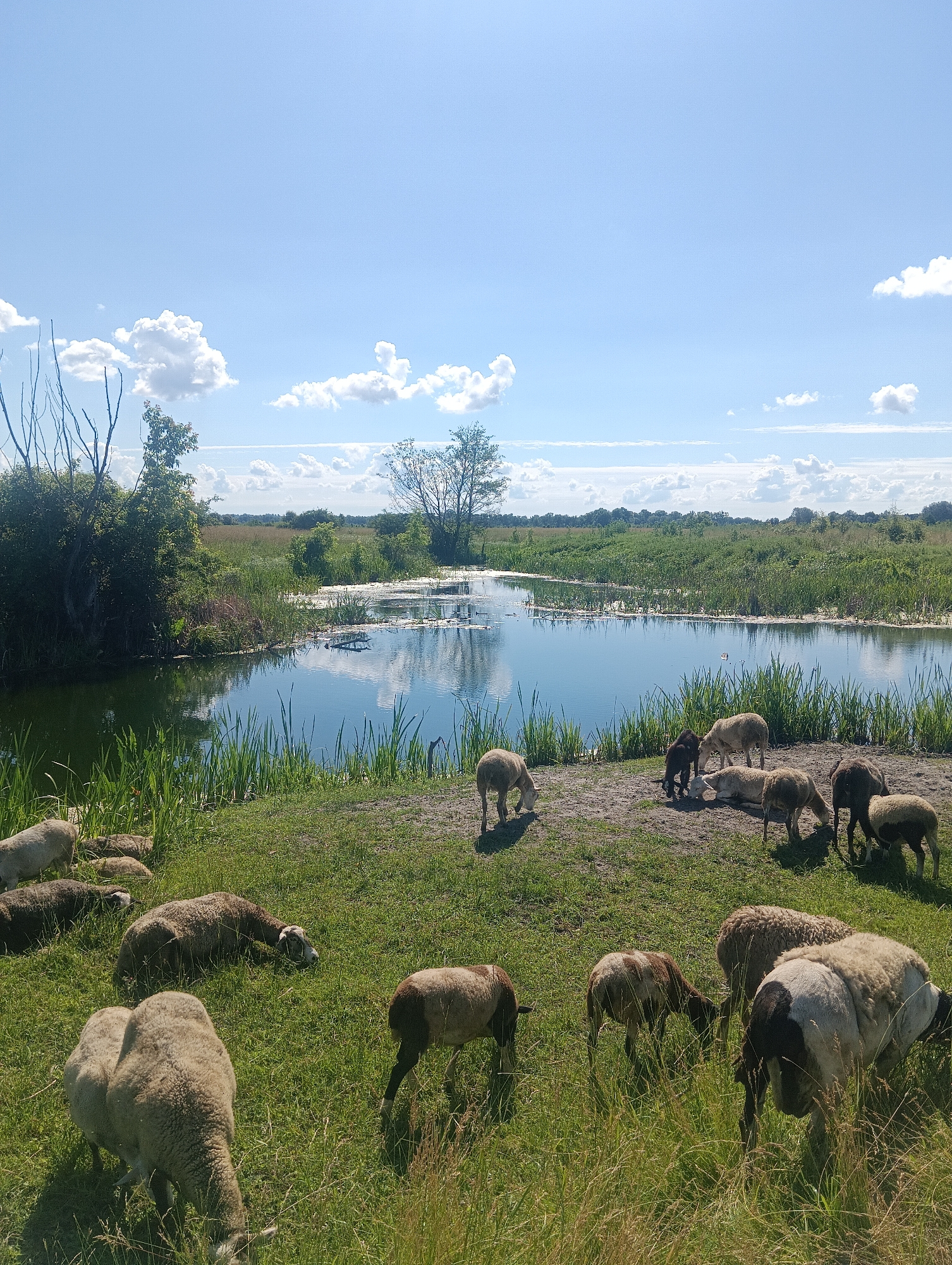 An outdoor, eye-level, medium shot captures a pastoral scene under a partly cloudy, bright blue sky. A tranquil body of water, possibly a canal or pond, dominates the middle ground, reflecting the sky and surrounding greenery. Reeds and tall grass line the water's edge. In the foreground, a flock of sheep graze on a grassy bank. Some sheep are standing, while others are lying down or in various stages of eating. The sheep are of varying colors, including white, brown, and black. The environment appears to be rural or semi-rural, with dense vegetation and trees visible in the background. The overall impression is one of peaceful natural beauty.