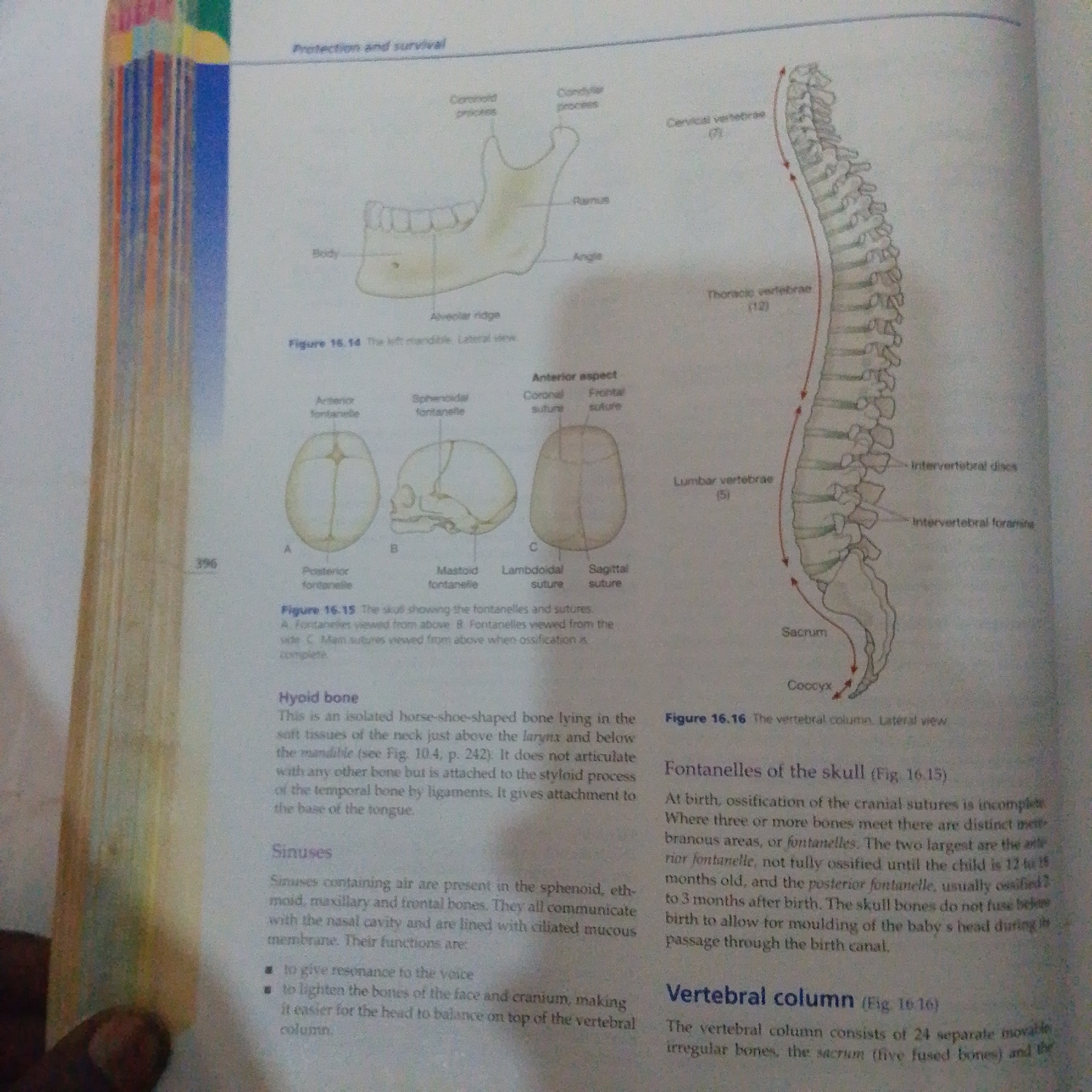The image displays a page from a textbook of human anatomy. The left side of the page features illustrations and descriptions of the mandible, fontanelles of the skull, and the hyoid bone. The right side of the page illustrates the vertebral column and discusses fontanelles of the skull and the vertebral column. The text and illustrations cover anatomical structures, their locations, and their functions. There is no visible information in the image that pertains to the city of Jalingo, Nigeria.