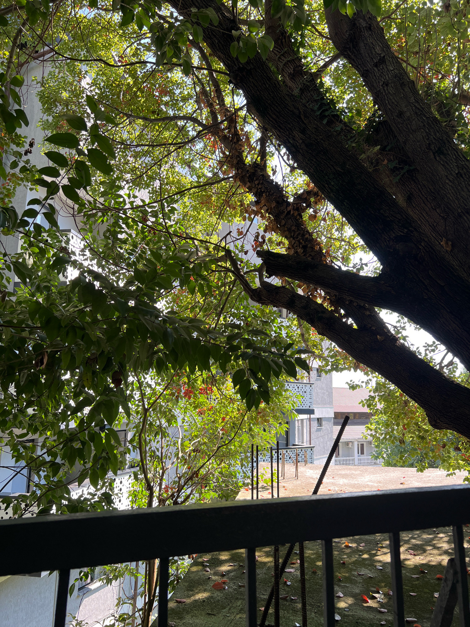 The image, taken from a balcony in New Athos, Abkhazia, depicts a view through trees towards residential buildings. A dark metal railing runs across the foreground. Lush green foliage, with some autumnal brown leaves, drapes down from large tree branches that dominate the upper right portion of the frame. Sunlight filters through the leaves, creating dappled patterns on the ground and buildings below.
In the background, two residential buildings are visible. The one on the left is a multi-story structure with a white or light gray facade and dark-rimmed windows. The building on the right has a light-colored facade and a brown-tiled roof. A concrete roof or terrace area is visible between the buildings, scattered with fallen leaves. Several vertical metal rods protrude from this area. The overall impression is of an urban environment partially overgrown with vegetation, suggesting a residential area during a transitional season. No people or animals are present in the scene.