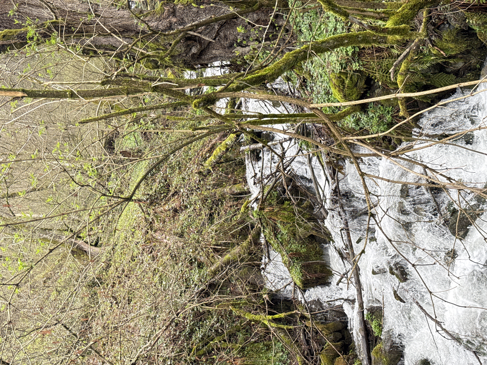 The image captures a waterfall cascading down a rocky slope in a forested area, with moss-covered branches and vegetation framing the scene. The water appears clear and fast-flowing, creating a dynamic visual contrast with the static elements of the rocks and greenery. Bare tree branches interweave throughout the scene, adding a layer of complexity to the composition. This likely takes place in a mountainous region, possibly near Krasnaya Polyana, Russia, given the environment and mention of waterfalls.