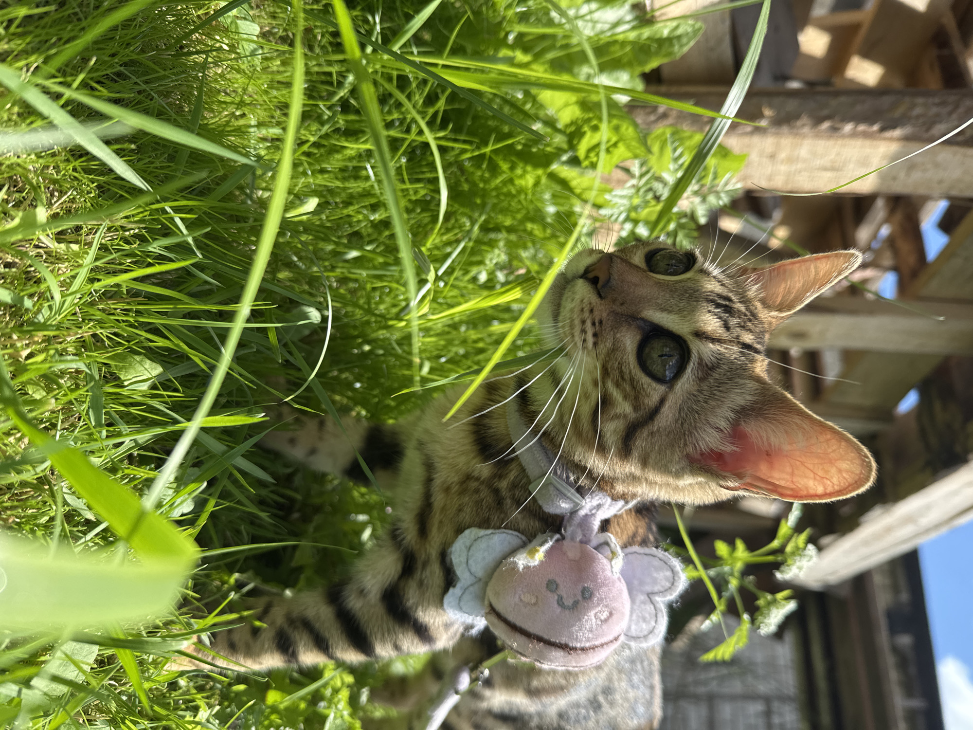 A Bengal kitten with large green eyes and brown tabby markings is walking through tall green grass on a sunny day. The kitten is wearing a light grey harness with a pink and white plush bee accessory attached to it. In the background, there are wooden structures and blue sky. The location is Rzhev, Russia.