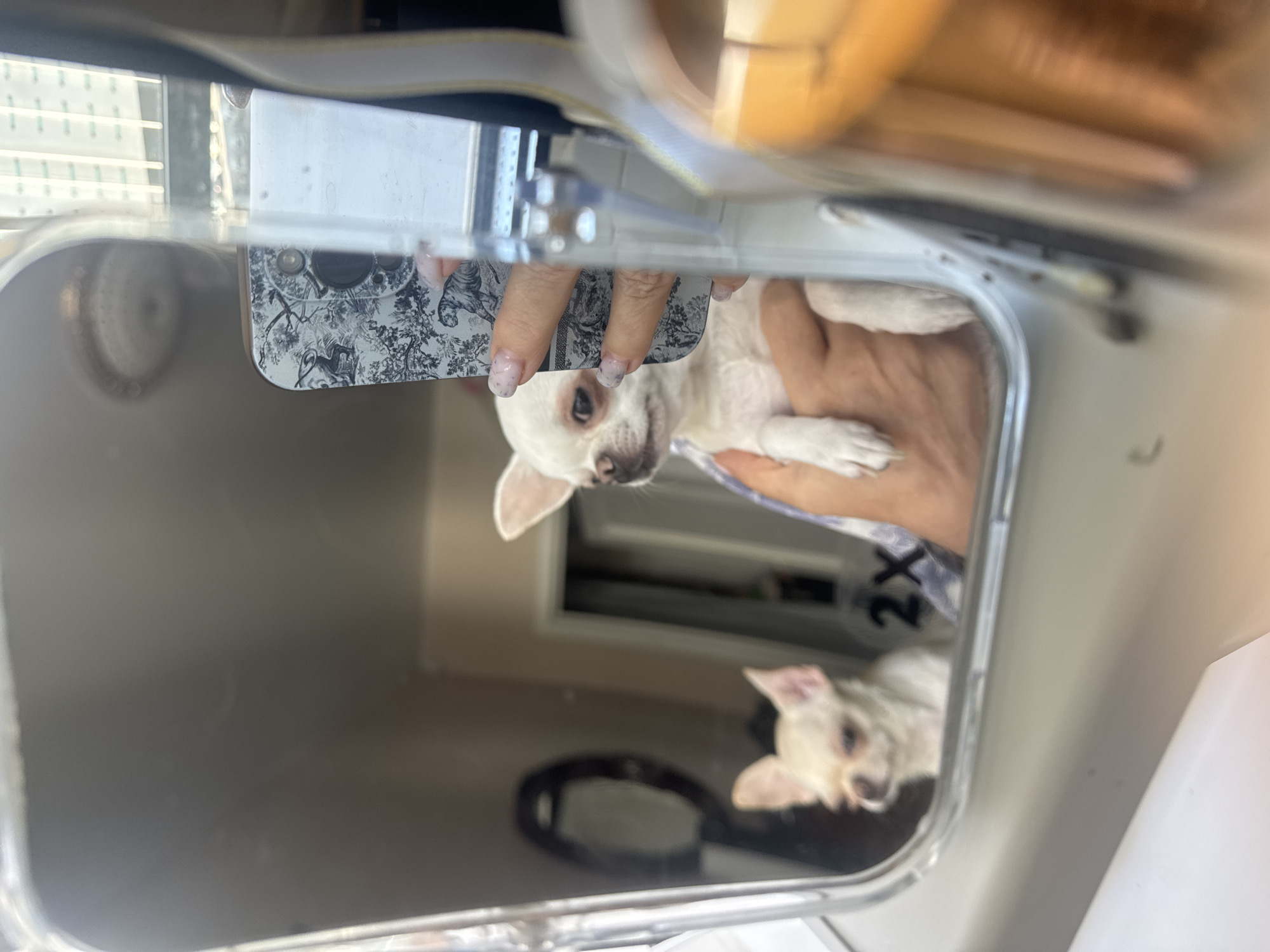 A person is holding a white Chihuahua dog in front of a mirror. The dog is looking at the camera, and its reflection is visible in the mirror. Another Chihuahua dog is partially visible in the mirror to the left. The person's hand, holding a phone with a patterned case, is also visible. The background of the mirror shows an indoor setting with a doorway and what appears to be part of a room. The image is taken from a low angle, focusing on the dogs and the person's hand.