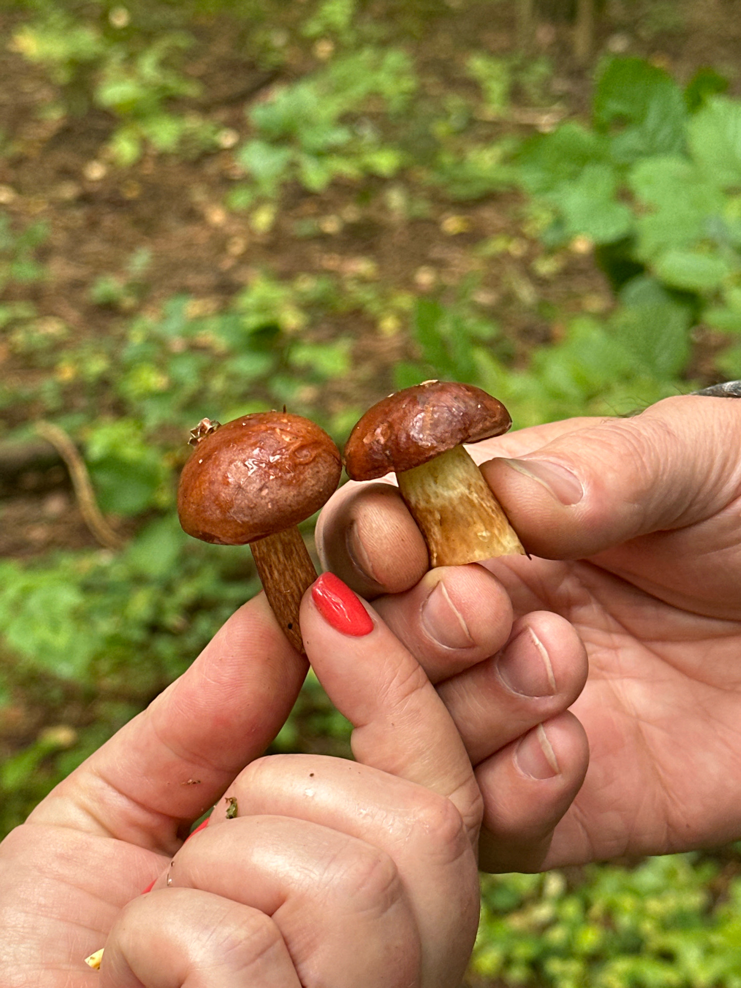 In a close-up, outdoor shot, two small, brown-capped mushrooms are held between the fingers of two individuals. The mushroom on the left has a darker, reddish-brown cap with some moisture visible. The mushroom on the right has a lighter brown cap and a pale yellow stem. The hands are positioned in the foreground, with a blurred background of green foliage and brown earth, suggesting a forest or wooded area. One person's fingernails are painted a bright red. The image appears to have been taken in the Калодзішчанскі сельскі Савет region of Belarus.