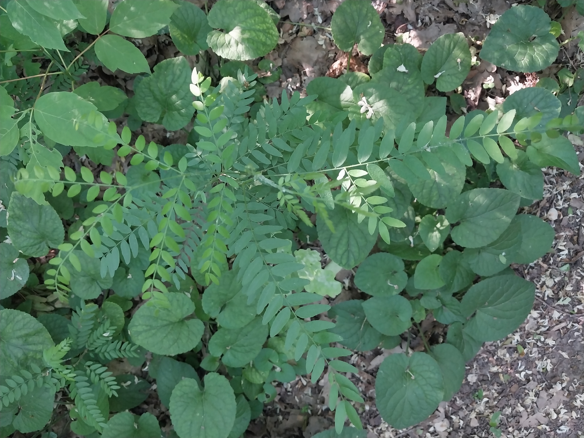 The image shows a dense undergrowth of green plants, primarily foliage, with some ground cover of dry leaves and twigs. The dominant plant features compound leaves with multiple small leaflets, arranged along slender stems. There are also larger, heart-shaped leaves interspersed throughout the scene. The lighting suggests it is daytime, with dappled sunlight filtering through the canopy, creating variations in shadow and illumination on the leaves and ground. The overall environment appears to be a natural, possibly wooded or park-like area, common in urban green spaces. The location is stated to be Dnipro, Ukraine. There are no people or animals visible in the image.