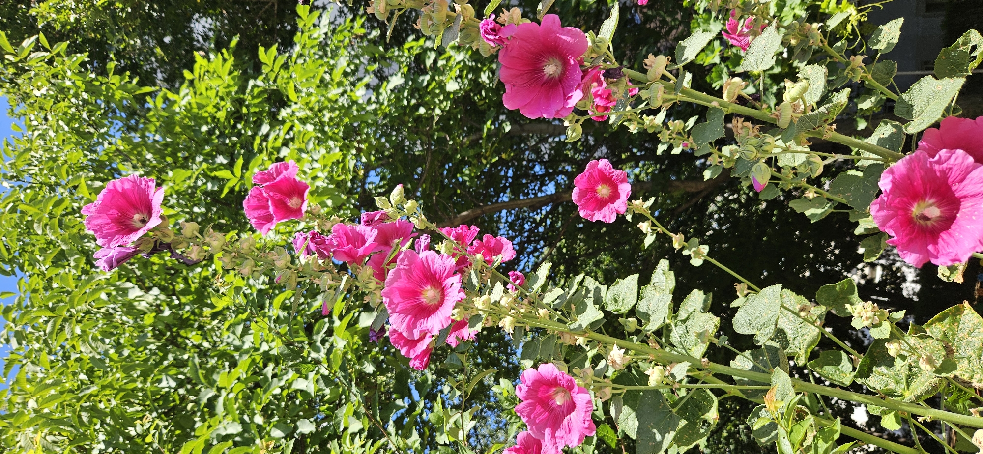 The image shows a close-up view of several vibrant pink hollyhock flowers in bloom. The flowers are on tall, upright stems, with green leaves and developing buds visible. In the background, lush green foliage of a tree creates a natural backdrop, and a clear blue sky is visible through the leaves. The scene appears to be outdoors, likely in a garden or park setting, and the bright sunlight suggests it is a sunny day. The specific location is not identifiable from the image alone, but it is described as being in the city of Blagoevgrad, Bulgaria. There are no people or animals visible in the image. The focus is entirely on the flowers and the surrounding vegetation.