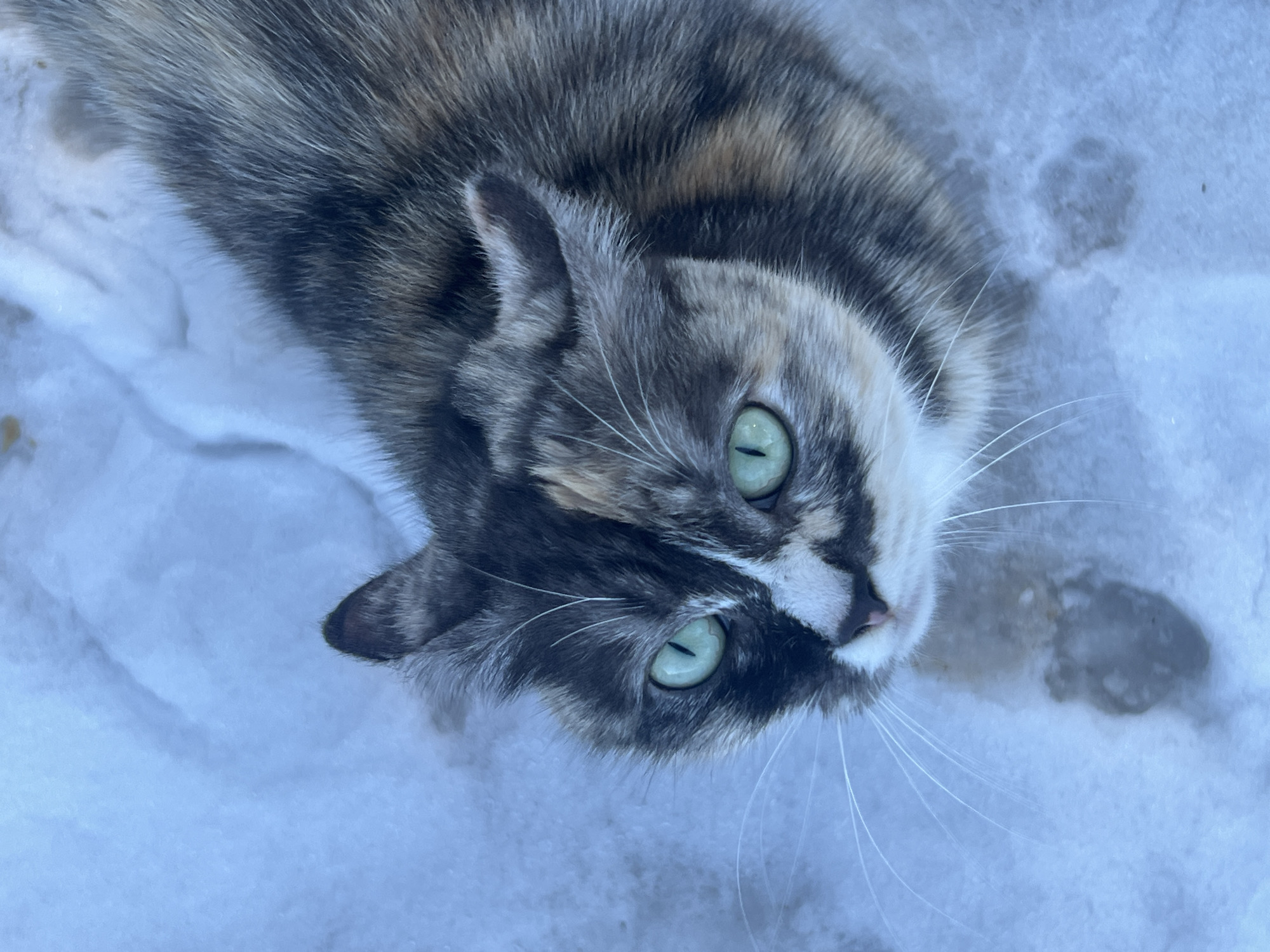 A diluted calico cat with green eyes lies on a surface covered in what appears to be snow. The cat's head is tilted, facing the camera. The environment appears to be outdoors. No other entities are visible. There is no evidence to support the claim that this image was taken in the city of Kamskoe, Russia.