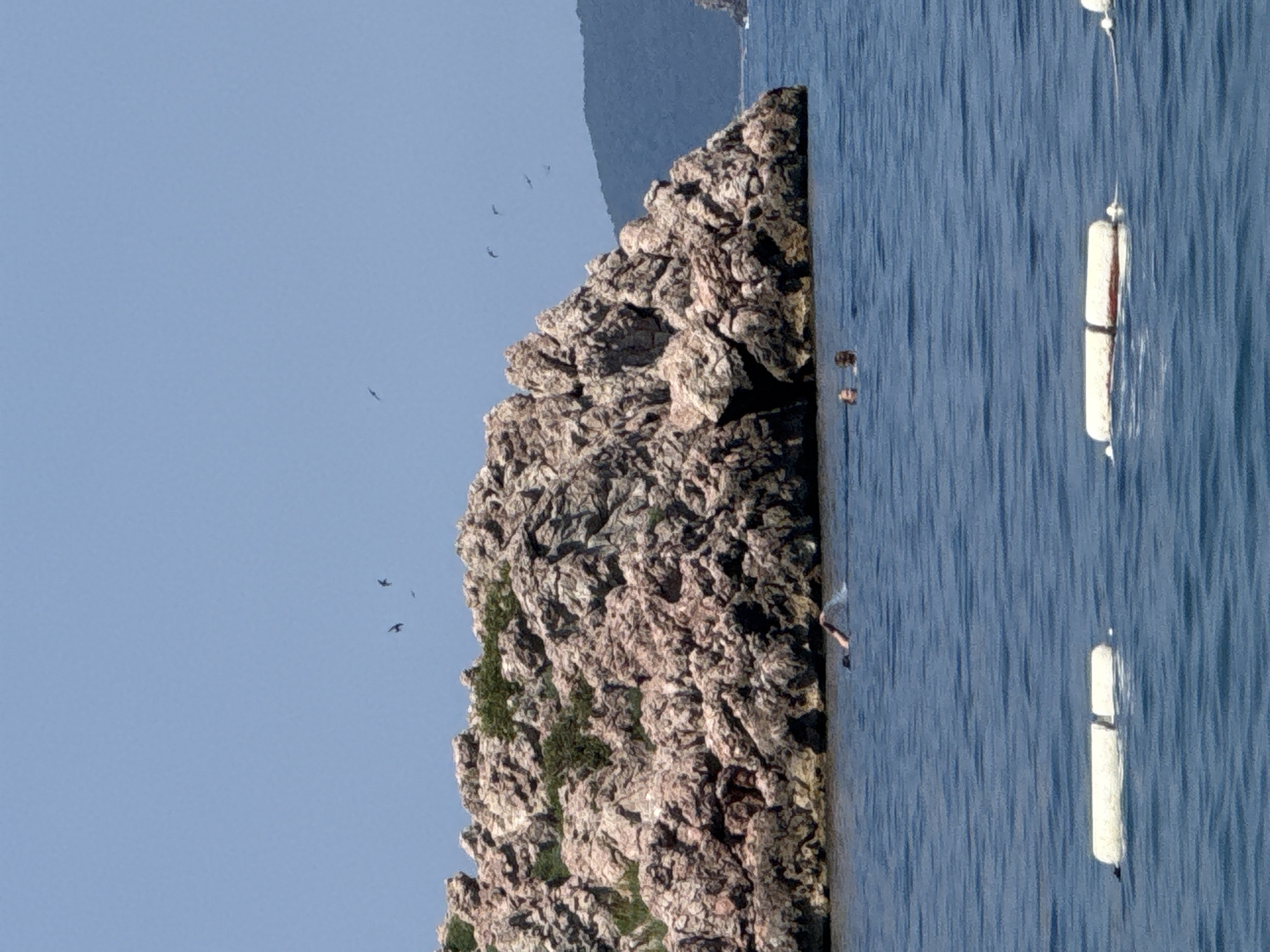 The image depicts a rocky island in the sea, likely off the coast of Bečići, Montenegro, under a clear blue sky. The island is covered in rough, reddish-brown rocks and patches of green vegetation. Several dark birds are visible flying in the sky above the island. In the foreground, the blue water of the sea is calm, with visible ripples. Two white buoys are floating on the surface of the water. A person is swimming in the water near the island, with their arm extended and splashing water. Two other individuals are partially submerged in the water further from the island, with their heads visible. In the background, a hazy, green-covered hill is visible, suggesting a mainland coastline.