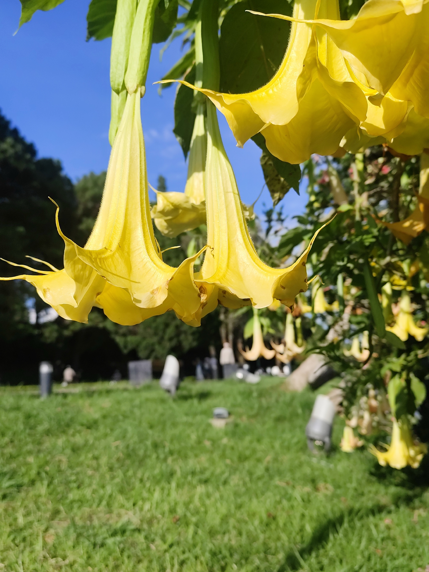 The image shows a close-up view of several large, trumpet-shaped yellow flowers, likely Angel's Trumpet (Brugmansia), hanging from a branch. The flowers are a vibrant yellow, with some detail of their ruffled edges visible. The background is a blur of green grass, trees, and a bright blue sky. In the middle ground, several indistinct, pale gray tombstone-like objects are scattered across the grass. The overall impression is of a tranquil, possibly slightly melancholic, scene. The description of Da Lat as the location suggests a cemetery setting given the presence of tombstones.