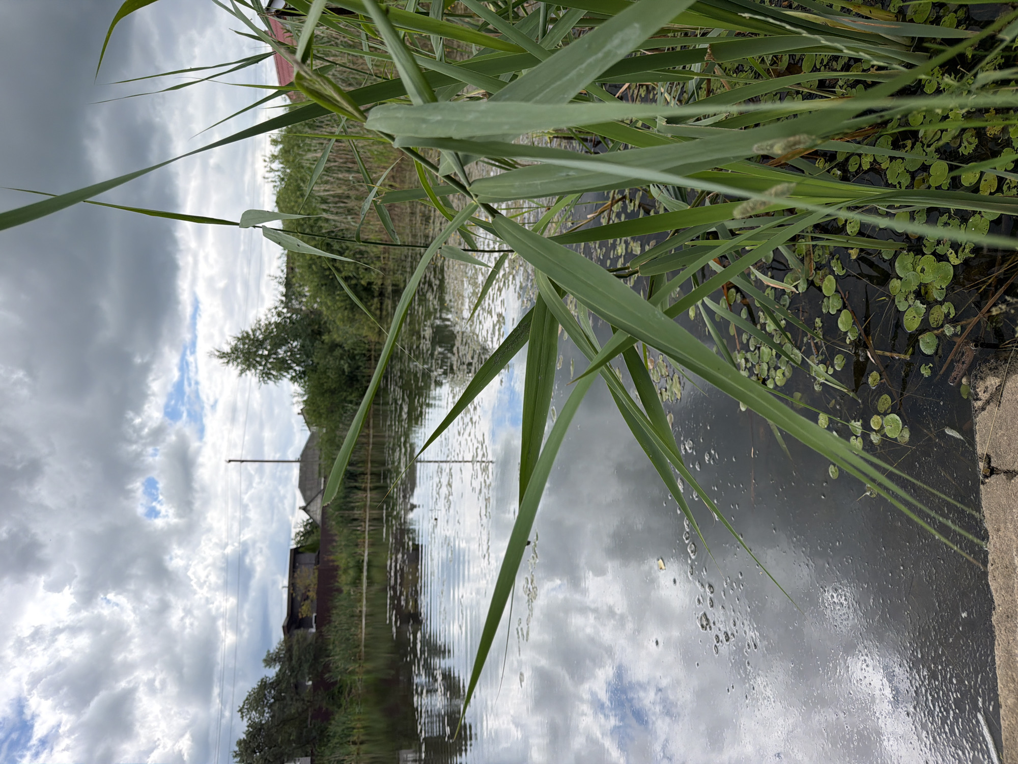 The image depicts a serene natural scene at a body of water likely in the vicinity of Папярнянскі сельскі Савет, Belarus. Tall green reeds and grasses dominate the foreground, their sharp blades reaching towards a cloudy sky. The water's surface is dark and reflects the dramatic cloud formations above, creating a textured, almost abstract pattern on its surface. Small green lily pads dot the water near the reeds. In the middle ground, a thin fence runs along the edge of the water, with trees and houses visible beyond, suggesting a rural or semi-rural setting. Power lines stretch across the horizon. The overall atmosphere is one of peaceful, natural beauty under an overcast sky.