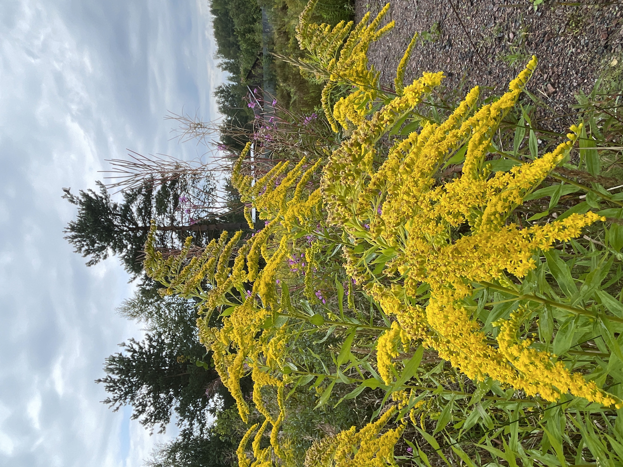 The image depicts a close-up view of blooming goldenrod flowers, their bright yellow inflorescences dominating the foreground. The flowers are clustered in dense, feathery plumes atop tall, green stalks with long, lance-shaped leaves. In the background, a few sparse pink flowers are visible, along with dry, straw-like stalks. Beyond the vegetation, pine trees with dark green needles stand tall against a cloudy, grey sky. A dirt path, composed of gravel and small stones, runs along the right side of the image, bordering the flowers. In the far distance, a hint of a wooden structure and a fence suggest a rural or semi-rural setting. The overall atmosphere is one of natural abundance and a somewhat overcast day. The location is identified as Leningradskaya, Russia.