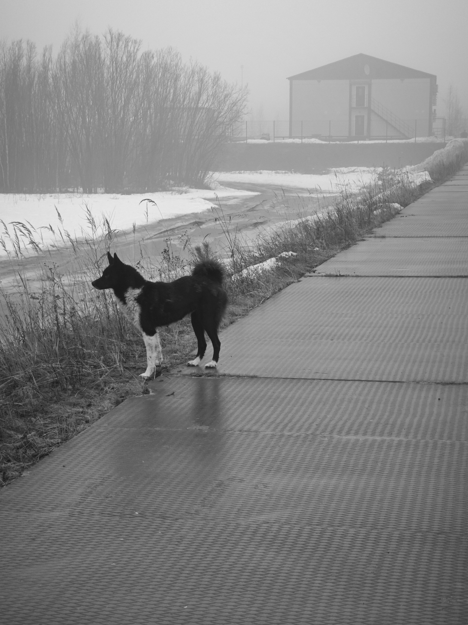A black and white photograph depicts a dog standing on a metal platform in a foggy, wintery environment. The dog is mostly black with white markings on its chest and legs, facing left towards a snowy, overgrown area. In the background, shrouded in fog, is a building and bare trees. The metal platform has a textured surface and appears wet. The scene evokes a sense of solitude and isolation. The location is Unknown, Russia.