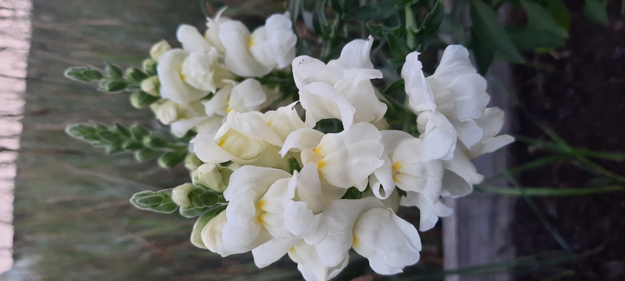 A close-up, vertically oriented, outdoor photograph captures a cluster of white snapdragon flowers in bloom. The flowers are white with subtle yellow markings at their throats and are arranged on tall stalks. In the background, out-of-focus green foliage and a hint of a pale sky are visible. The lower portion of the image shows dark soil and some green plant stems, suggesting the flowers are growing in a garden. The scene is devoid of human presence or activity. The photograph appears to have been taken in or around Borogontsy, Russia.