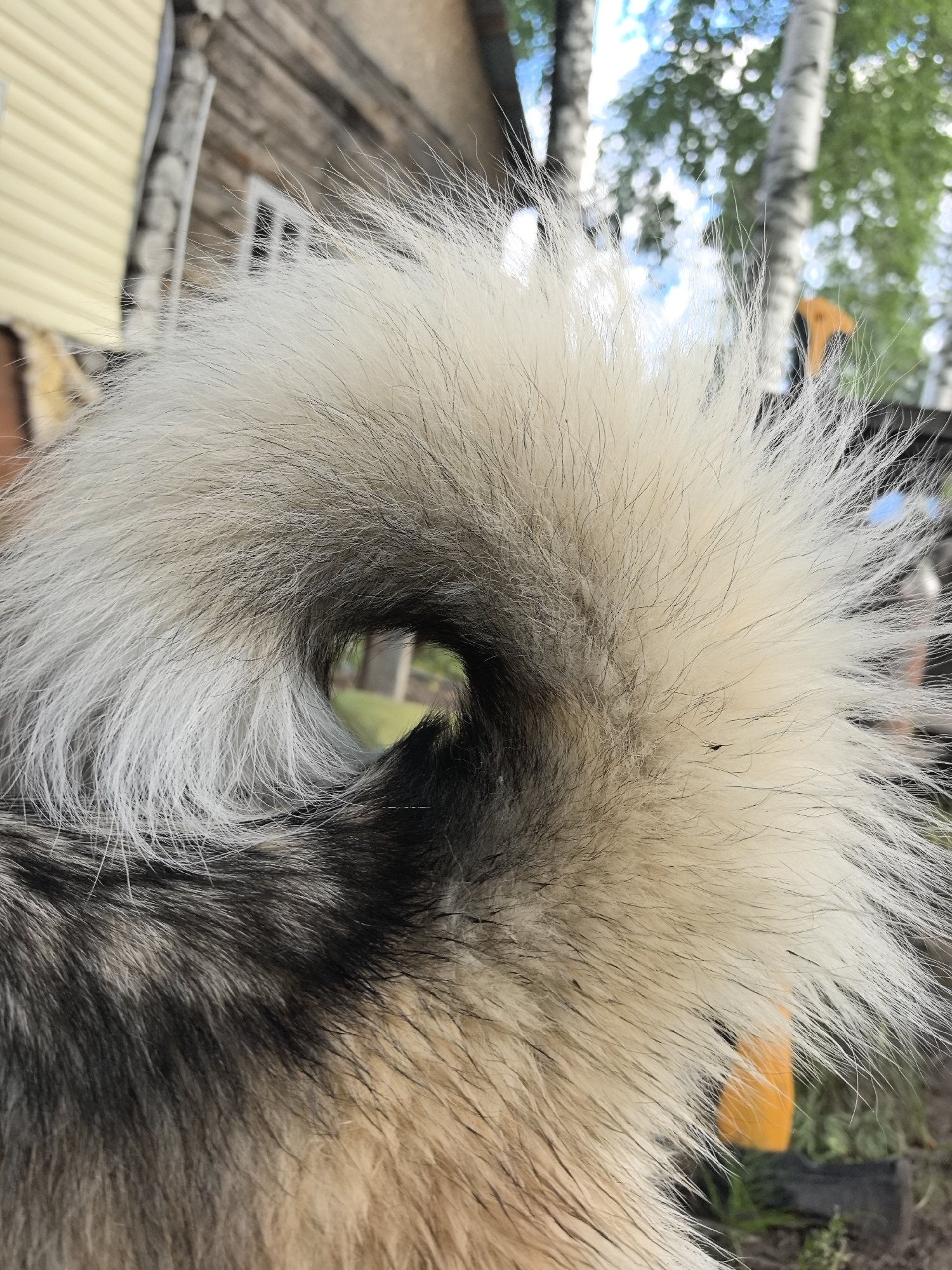 The image is a close-up, eye-level shot of the back of a dog's fluffy tail, which is curled into a swirl. The tail fur is a mix of light cream and black, with long, wispy hairs. A dark opening is visible in the center of the swirl, offering a glimpse of a blurred background.
The background, seen through the opening and beyond the tail, suggests an outdoor setting. There are hints of a wooden building with yellow siding on the left, and a log structure with a window behind it. Further in the distance, trees with white bark (likely birch trees) are visible, along with green foliage and a blue sky with white clouds, indicating daytime. The ground appears to be covered with grass and some dark objects. An orange object, possibly part of a tool or piece of equipment, is also visible in the mid-ground. The overall impression is a rustic, perhaps rural, environment. There is no visible text in the image. The scene appears calm and natural.