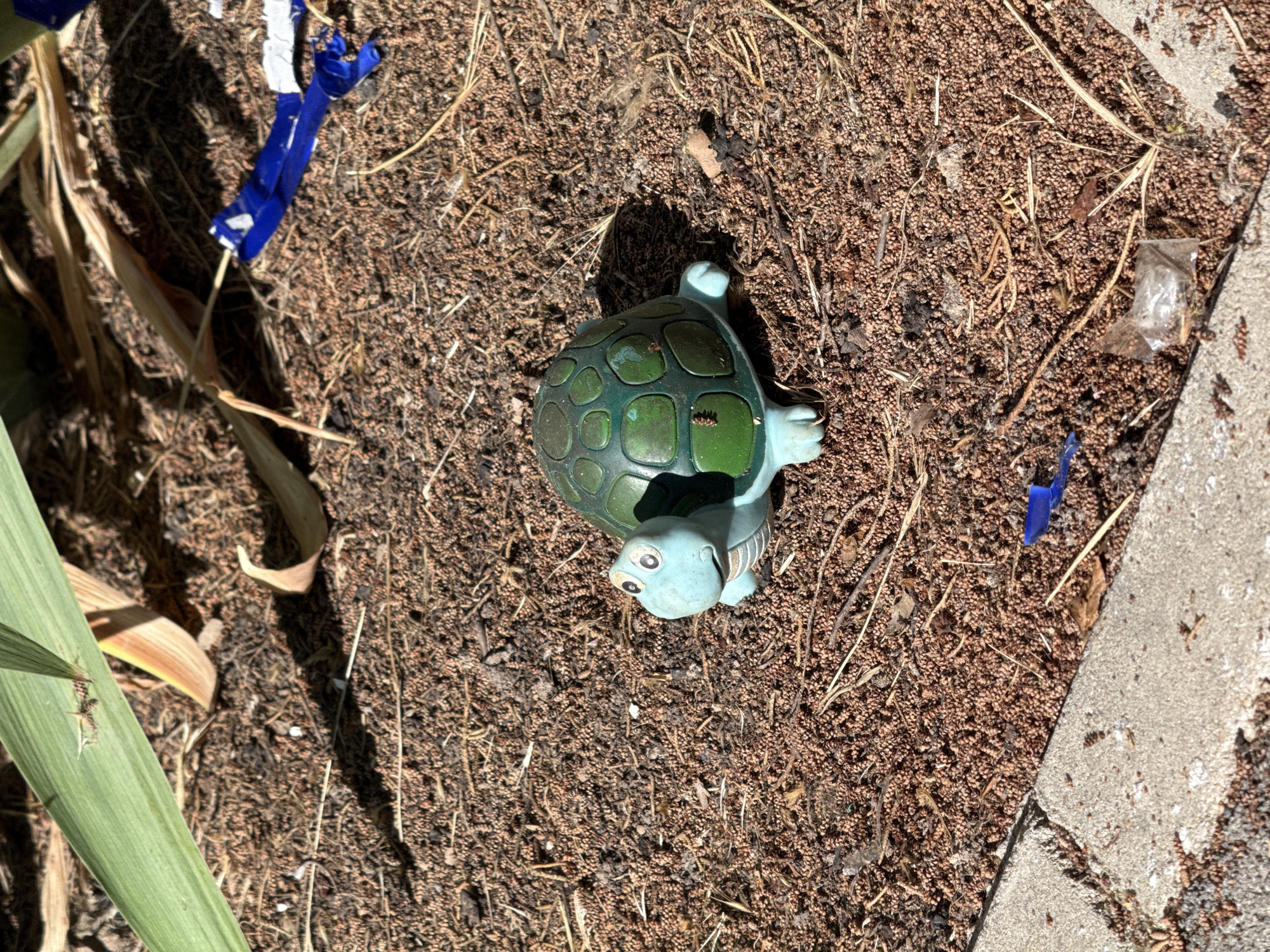 An outdoor scene depicts a small, light blue and green ceramic turtle figurine placed on the ground. The ground is covered with reddish-brown organic debris, possibly mulch or dried leaves, mixed with dirt and small twigs. A portion of a concrete curb runs along the bottom left edge of the image. In the background, a large green leaf from a plant extends into the frame from the top left, with dried, brown leaves visible behind it. Scattered on the ground are small pieces of blue and white plastic tape, and a small plastic bag. The lighting suggests a sunny day, casting shadows from the plant onto the ground. There are no people or animals visible in the image.