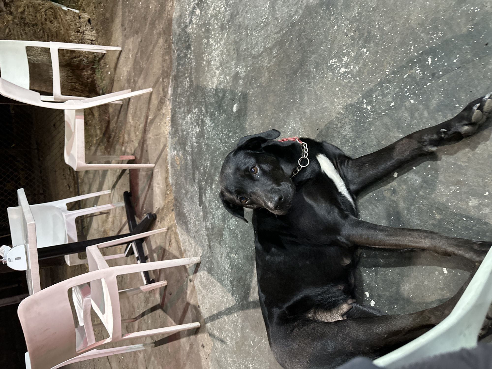 A black dog lies on a gray concrete surface, possibly a patio or courtyard. The dog has a white stripe on its chest and wears a silver chain collar. It's positioned diagonally, with its head turned towards the camera. To the left of the dog, multiple white plastic chairs are stacked or arranged, partially in shadow. The background includes what appears to be a rough wall or ground with some vegetation. The location is likely an outdoor space in Arica, Chile.