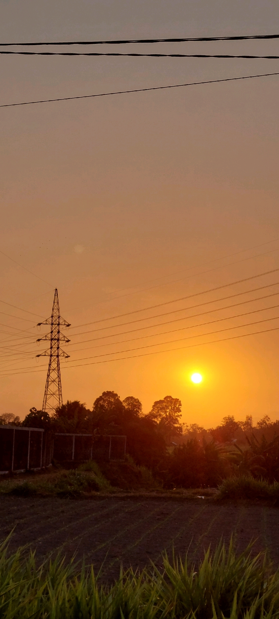 The image depicts a sunset over a rural landscape. The sky is a warm orange hue, transitioning to a lighter tone towards the top of the frame. Several power lines stretch horizontally across the upper portion of the image, supported by a tall, lattice-like transmission tower on the left. Below the power lines and tower, a line of trees forms a dark silhouette against the bright sky, with some of their foliage catching the golden light of the setting sun. In the foreground, there is a cultivated field, appearing dark and possibly damp, with rows of young plants visible. A patch of lush green grass occupies the very bottom of the image, its blades sharply in focus. The scene is devoid of any people or animals.