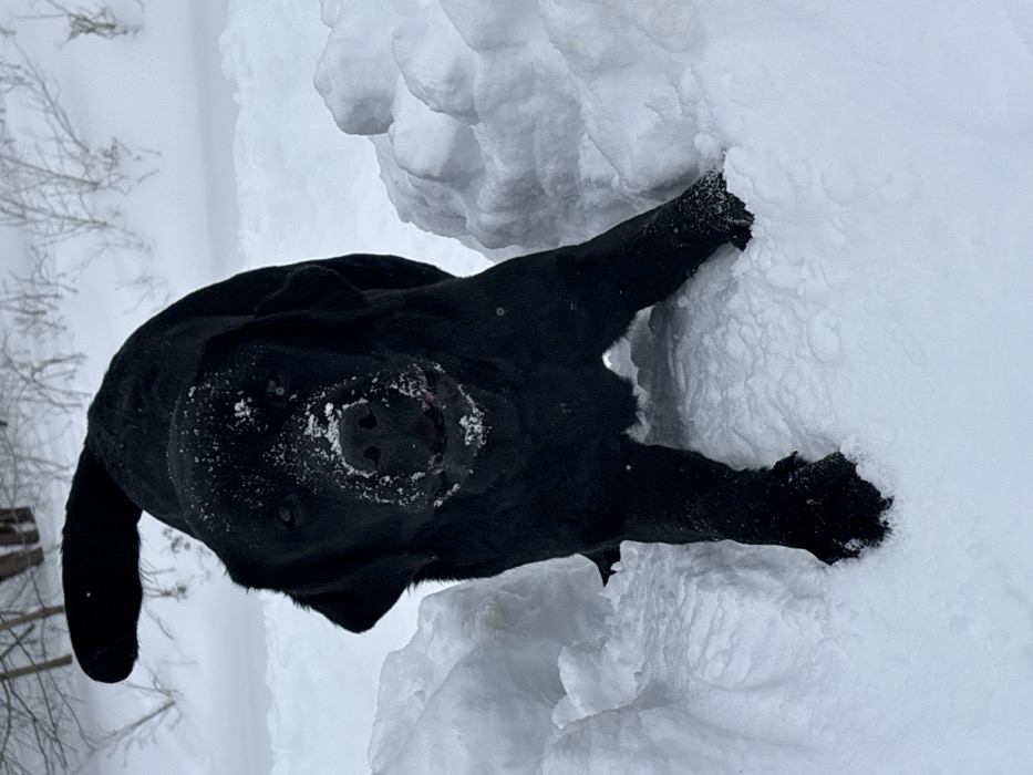 A black Labrador Retriever-type dog is captured standing in deep snow within the city of Chaikovsky, Russia. The dog faces the camera, its head slightly lowered, and snow particles are visible on its muzzle and around its nose. Its mouth is partially open. The dog's front legs are submerged in the deep snow, and its tail is raised and curved over its back. It is positioned between two substantial mounds of snow. The background shows a snow-covered natural environment with sparse, bare tree branches.