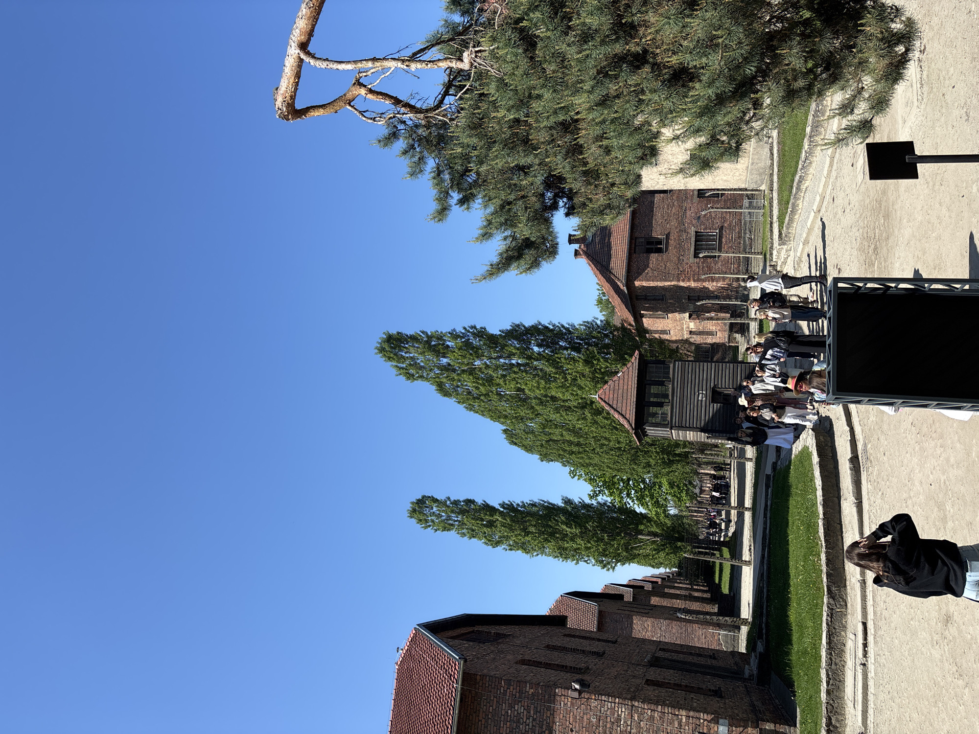 The image shows a view of the Auschwitz II-Birkenau concentration camp located in Oświęcim, Poland. Several brick buildings with tiled roofs are visible, aligned in a row and separated by a strip of grass and a pathway. Groups of people, likely tourists, are visible between the buildings. In the foreground, a woman with long dark hair wearing a black jacket is taking a photo with her phone. A portion of a black signboard is visible on the right. The sky is clear and blue. A pine tree branch is in the upper right of the frame.