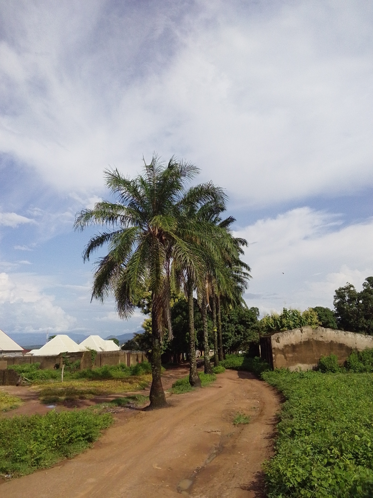The image depicts an outdoor scene in Serti, Nigeria. The foreground features a dirt road curving to the right, bordered by lush green vegetation. Several palm trees line the left side of the road, with their fronds extending towards the sky. In the middle ground, there is a collection of buildings with light-colored, conical roofs, suggesting residential structures. A low, weathered wall separates these buildings from the foreground. The background reveals more trees and hills, with a vast expanse of sky above, filled with white, fluffy clouds against a blue backdrop. A tiny bird is visible in flight in the upper right portion of the sky. The overall impression is that of a rural or semi-rural setting during daylight hours, likely mid-morning or afternoon, with pleasant weather. There is no visible text in the image.