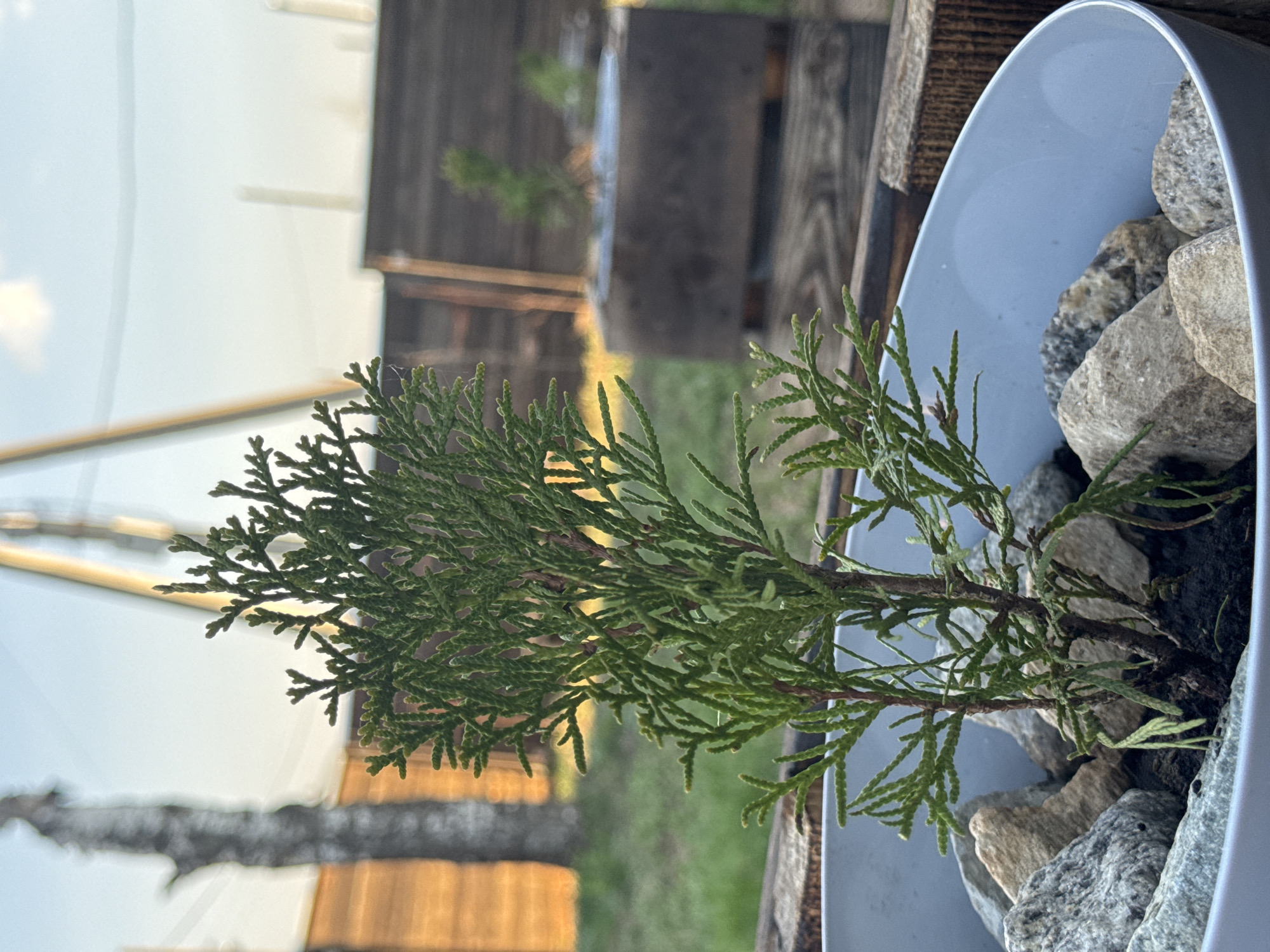 A close-up, landscape-oriented photograph depicts a small coniferous tree planted in a light blue pot filled with various-sized grey rocks. The pot sits on a wooden surface, likely a deck or table. In the background, a weathered wooden structure, possibly a fence or building, is partially visible. Beyond that, a glimpse of a green grassy area and power lines suggest an outdoor setting. Specific details indicating the location as Chaikovsky, Russia, are not evident in the image.
