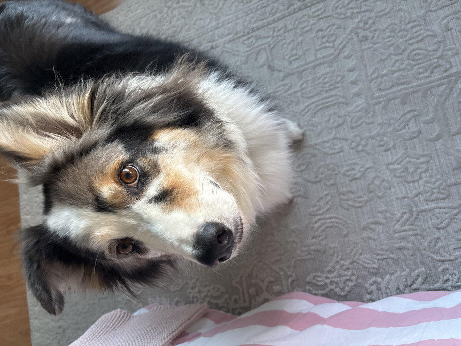Within a domestic interior in the city of Unknown, Unknown, a medium-sized dog with a blue merle coat, white blaze, and tan accents is captured in an overhead shot. The dog, featuring amber-brown eyes and a black nose, is positioned on a light gray rug with an intricate embossed pattern. Its head is slightly cocked, and its gaze is directed towards the upper-left of the frame, indicating focused attention. To the left, a light pink knitted fabric and a white and pink striped textile are partially visible. The scene is static, with the dog as the sole subject.