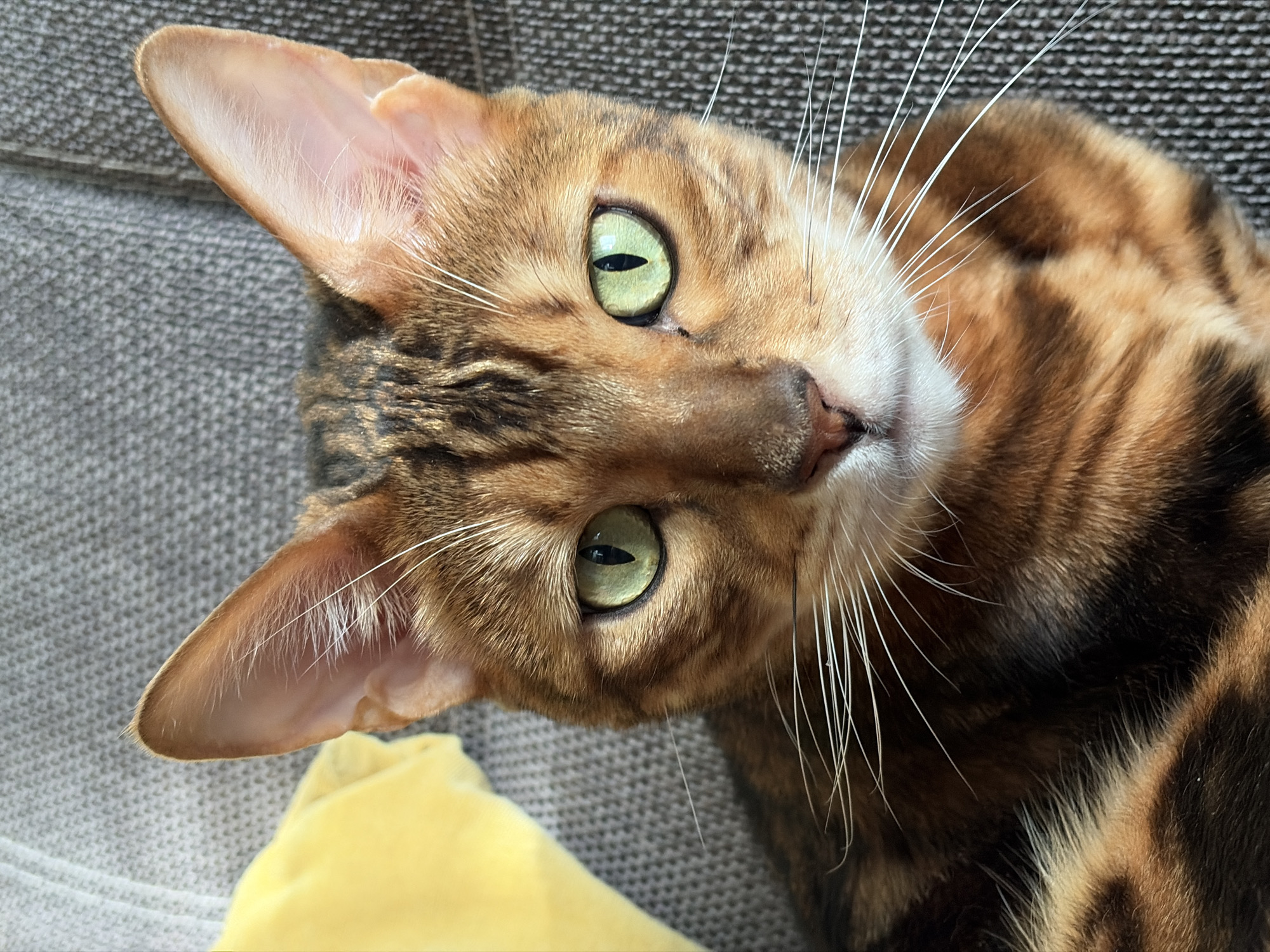 The image depicts a Bengal cat lying on its back on a gray textured surface, possibly a couch or cushion. A yellow object, likely a pillow or blanket, is visible in the lower left corner. The cat has golden-brown fur with dark brown or black spots arranged in a striped pattern. Its eyes are a light green color, and it has long, white whiskers. The cat is looking directly at the camera with its head tilted slightly.
There is no evidence of the city of Прикамский, Russia in the image.