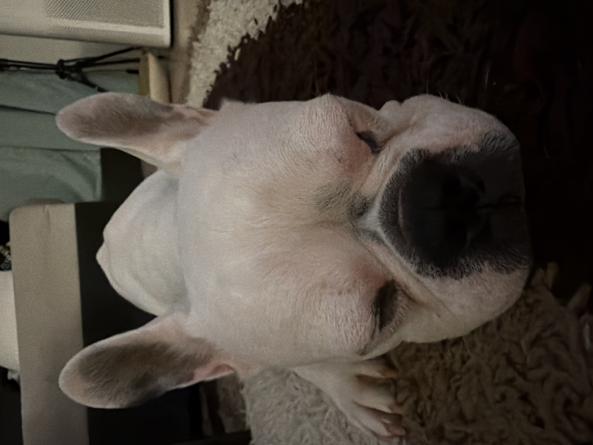 The image shows a close-up, angled overhead shot of a French Bulldog dog. The dog is mostly white with a dark, almost black, muzzle and some greyish markings on its ears. The dog is lying down on what appears to be a rug with varying shades of brown and cream colors. In the periphery, to the left, there are hints of a white surface and some indistinct dark objects. The image provides no information regarding the location being in the city of Sofia, Bulgaria, and does not contain any specific information that can verify its location.