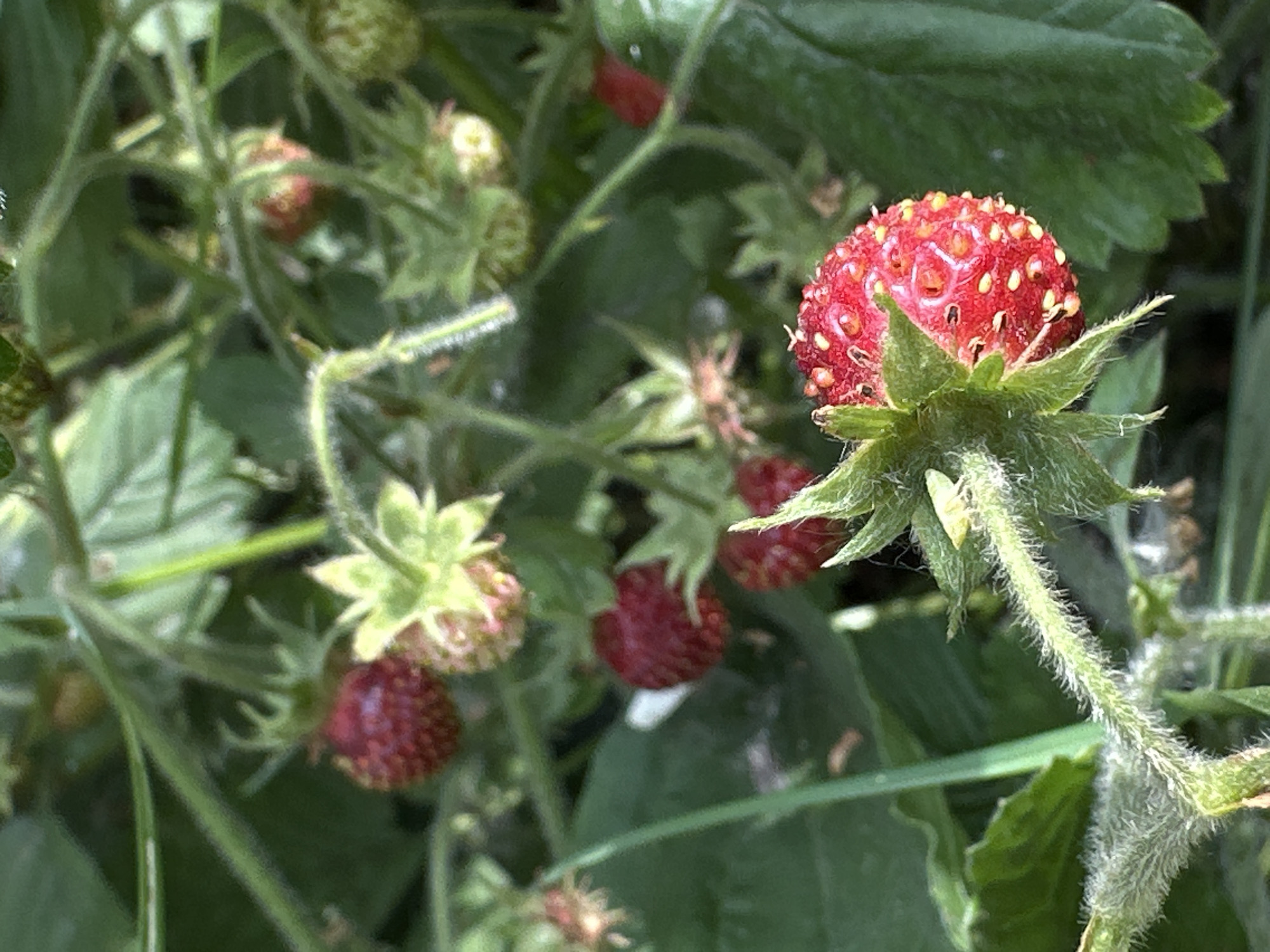 This is a close-up, eye-level outdoor photograph of wild strawberries growing on a plant. The focus is on a single ripe strawberry in the foreground, which is bright red and covered in small yellow seeds. Its green calyx, made up of pointed sepals, is visible at the base, and the stem is fuzzy and hairy. Behind this prominent berry, several other strawberries and strawberry blossoms are visible, some in various stages of ripeness, ranging from green to deep red. The background is filled with lush green leaves and foliage, creating a natural, garden-like setting. The lighting suggests it's daytime, possibly a sunny day, as indicated by the bright colors and some areas of light and shadow. There are no people or animals present, and no text is visible in the image. The overall impression is one of a bountiful harvest in a natural environment. The location context of Biysk, Russia, suggests a temperate climate where wild strawberries are common.