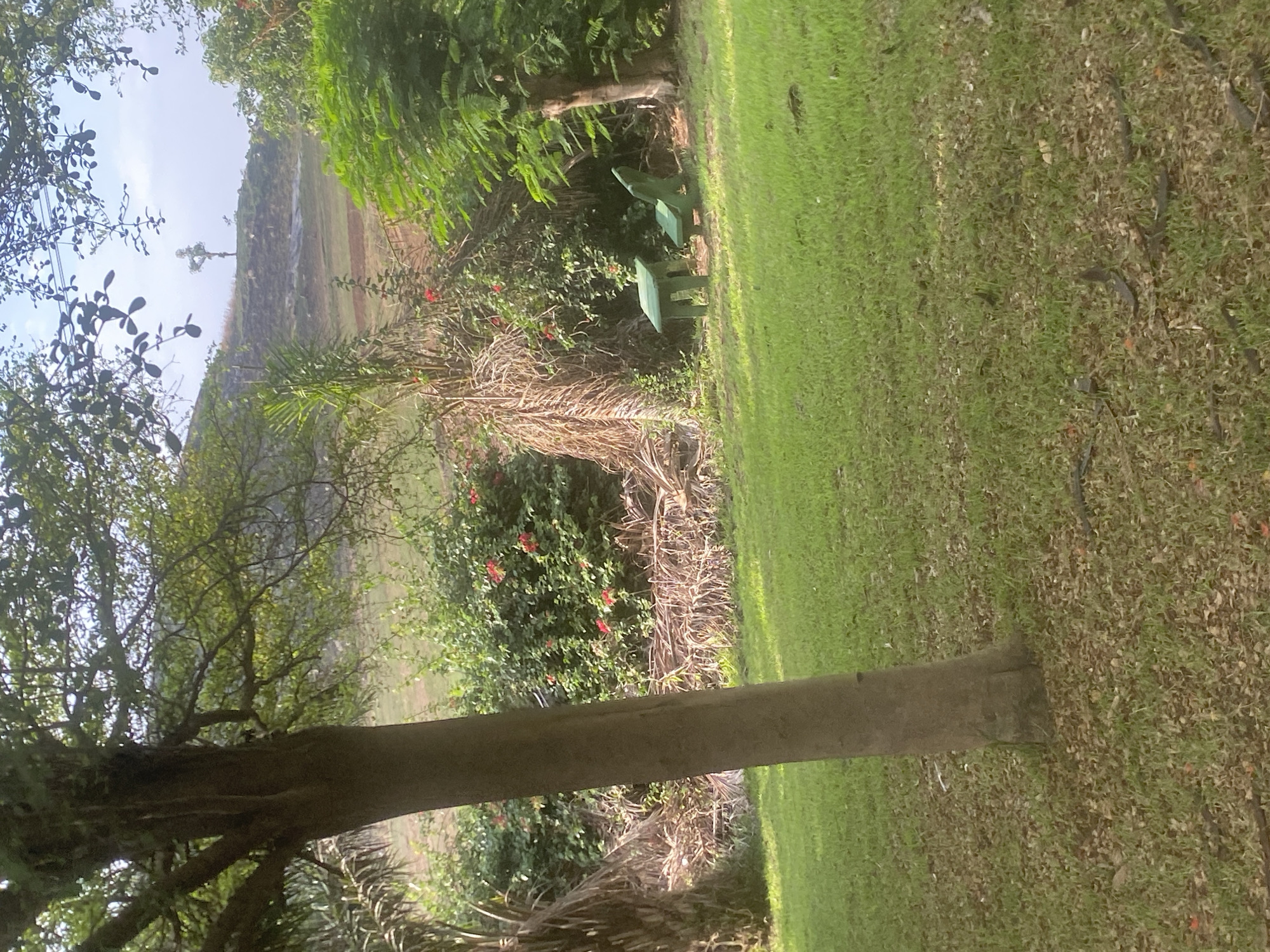 The image shows a landscape in Angwan Sayawa, Nigeria. In the background, a hill is visible. In the midground, there is green grass and shrubbery. A table and bench are located adjacent to a bush with red flowers. A tree trunk extends vertically along the right side and bottom edge of the image, while a tree with many branches dominates the left side of the image.