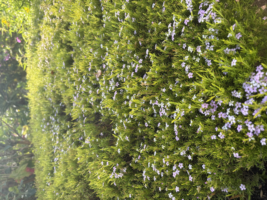 The scene depicts a dense patch of groundcover, primarily composed of vibrant green, small-leafed plants, interspersed with numerous small, light purple or white four-petaled flowers. The setting is an outdoor garden or landscaped area within Monterey, United States of America. Bright natural sunlight illuminates the foliage, creating highlights, particularly in the upper and right portions of the image. A single, dried, light brown leaf rests on the green vegetation in the upper right quadrant. The background features out-of-focus taller green foliage and diffused light. No individuals, objects other than the described plant life, or explicit actions are present.