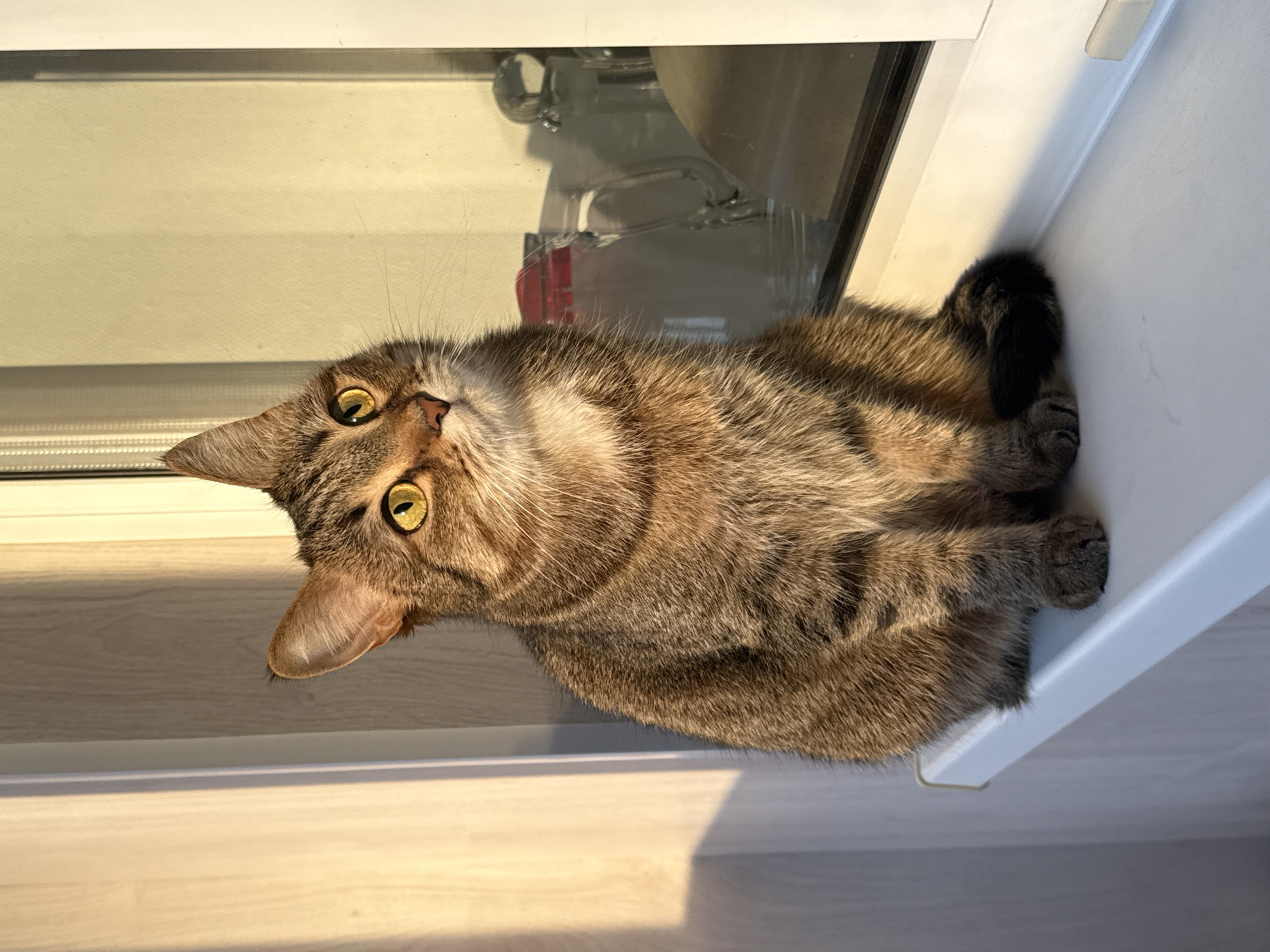 A brown tabby cat with yellow eyes is lying on a white windowsill. The cat is curled up with its tail tucked close to its body. The cat is looking up and to the left. The background includes a window and a light-colored wooden floor. No people are visible. This photograph could plausibly be taken in Chaikovsky, Russia, or any similar location with standard housing and windows.