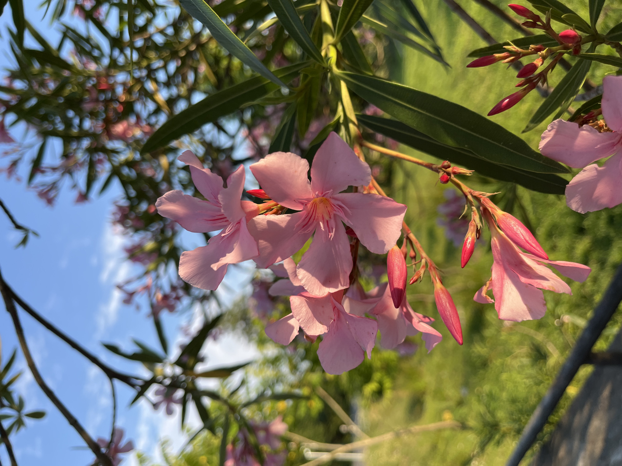 The image captures a cluster of vibrant pink oleander flowers in bloom, with slender green leaves and delicate buds framing them. The flowers, with their soft, petal-like structures and subtle pink striations, are bathed in the warm glow of what appears to be a sunset or sunrise. The background is a soft blur of green foliage and a clear blue sky with a few wispy clouds. In the foreground, a dark, horizontal railing is partially visible, suggesting the flowers are part of a cultivated garden or park area. The overall impression is one of natural beauty and tranquility. The image is located in Ureki, Georgia, a Black Sea resort town known for its magnetic sand beaches and lush vegetation, which would explain the presence of flowering plants like oleander.