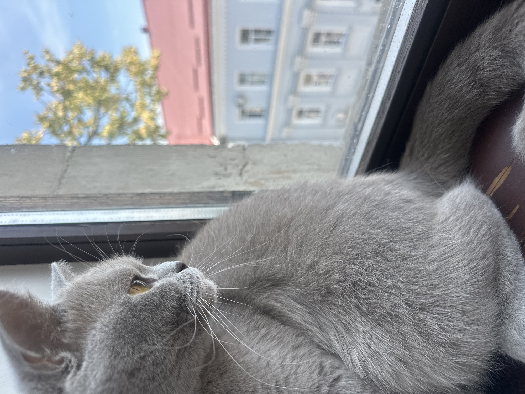 A gray British Shorthair cat sits on a windowsill, looking out at a city view. The cat has yellow eyes and long white whiskers. The background shows a tree with yellowing leaves, a red-roofed building, and a light blue building with multiple windows. The scene is set in Ternopil, Ukraine.