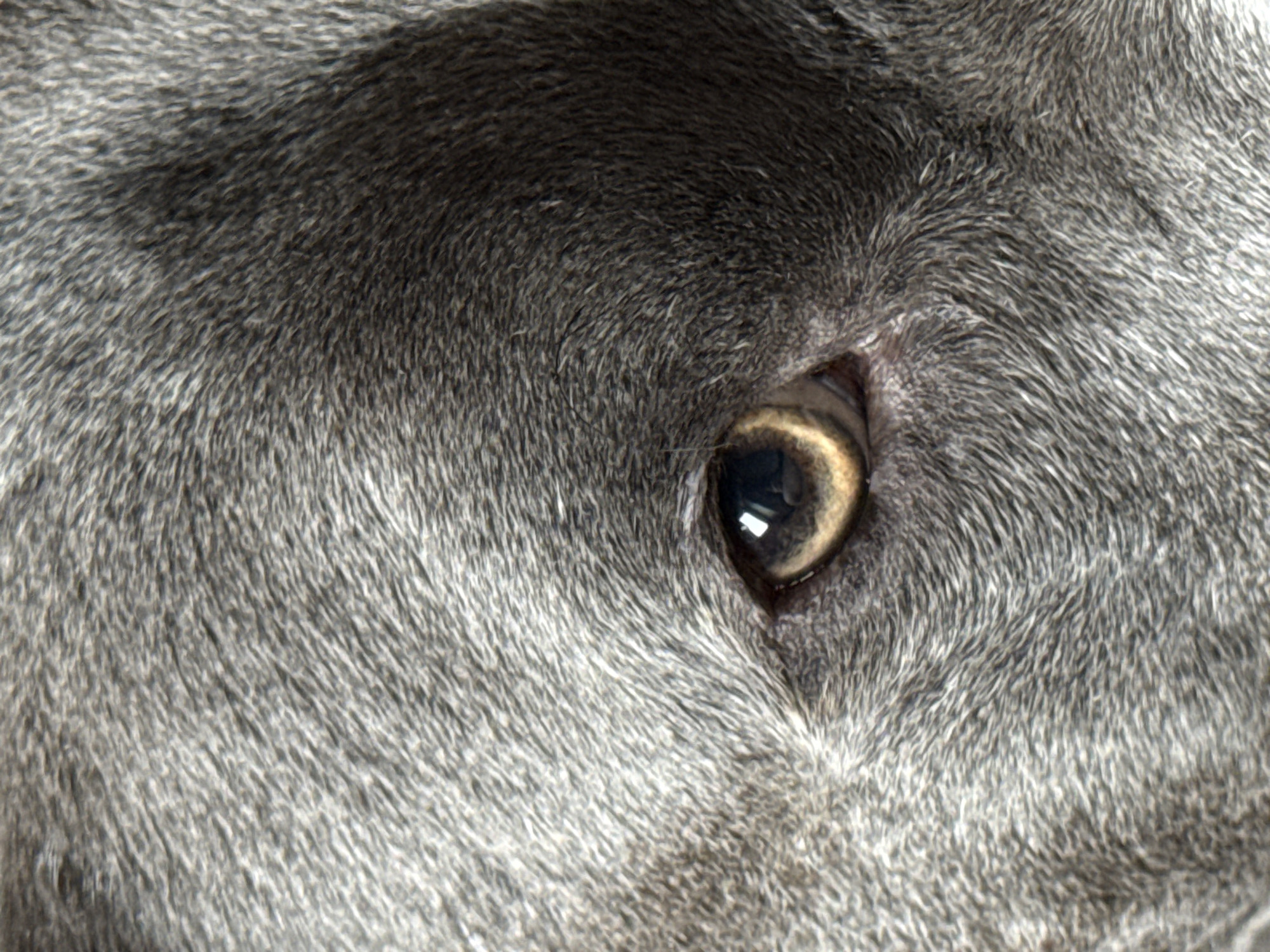 This image, originating from Esch-sur-Alzette, Luxembourg, presents a tight, forensic close-up of a mammal's eye and the surrounding facial fur. The fur is dense, with a mottled grey and charcoal coloration, exhibiting fine hair textures. The visible eye features an amber-brown iris and a distinct dark, round pupil. Within the pupil, multiple small, bright reflections are present, indicating external light sources. The tight cropping of the image provides no background context or additional environmental details beyond the immediate subject. No persons, other subjects, or additional objects are discernible within the frame. The subject's species is consistent with a canine, exhibiting a static gaze.